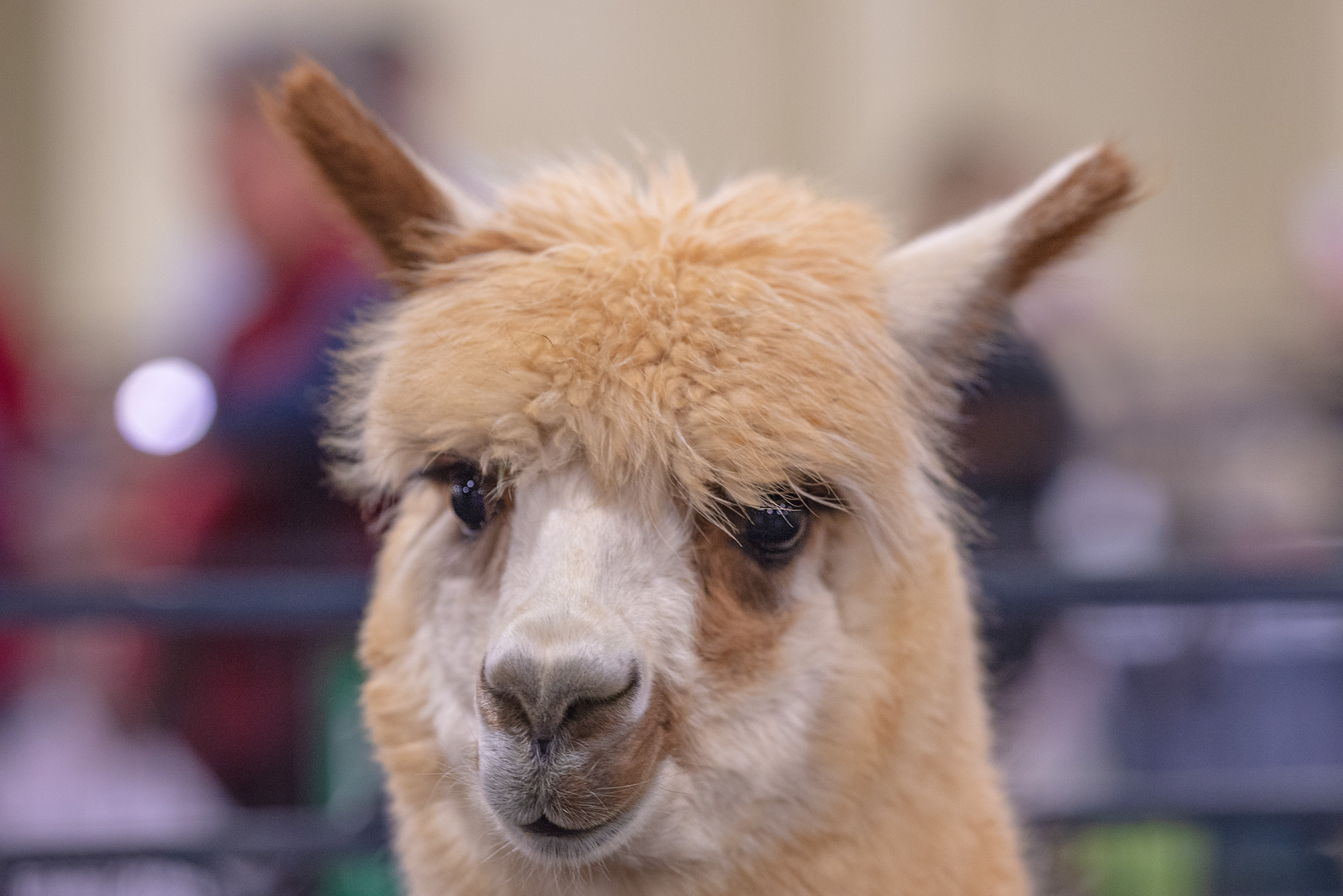 alpaca photography