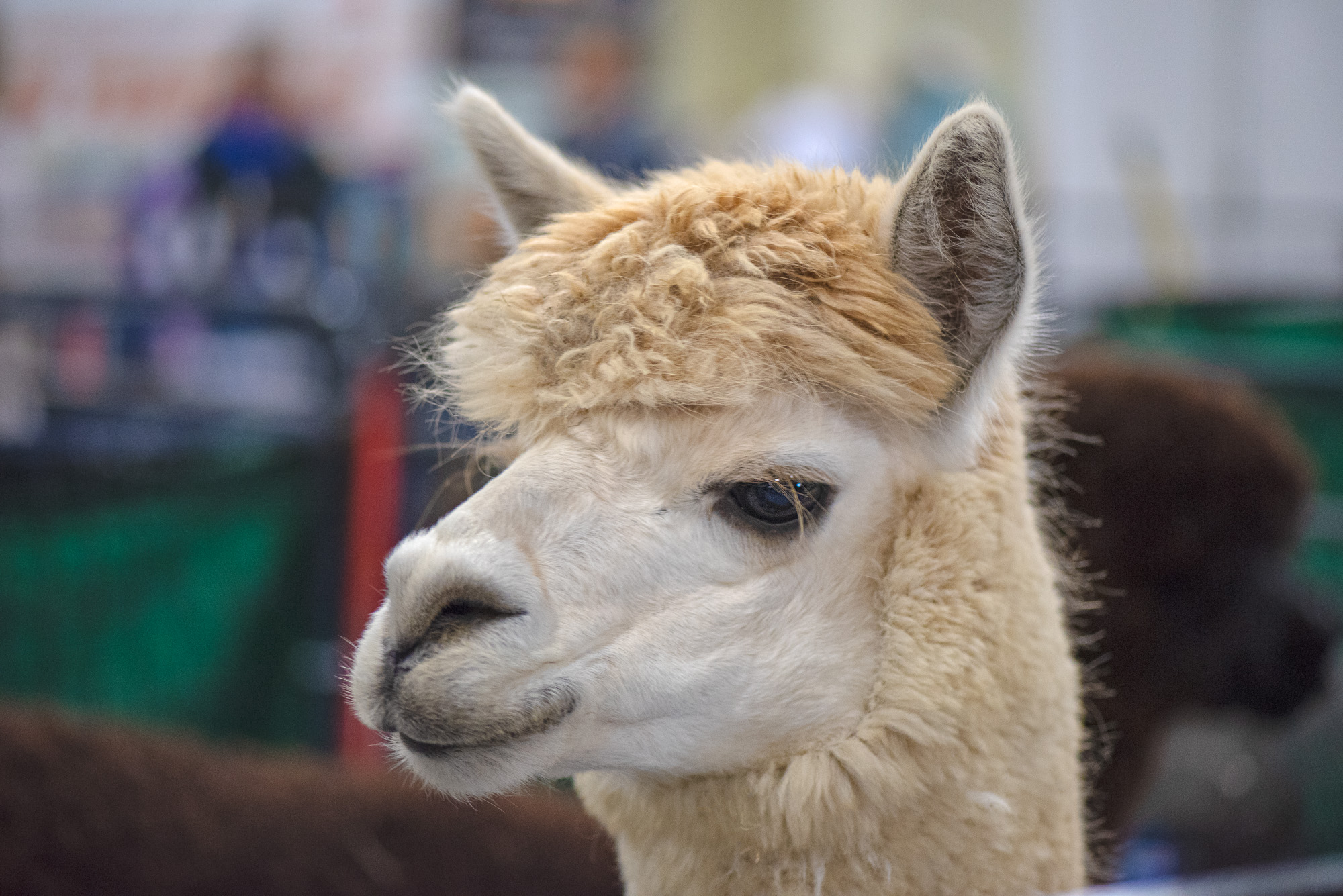 alpaca pictures