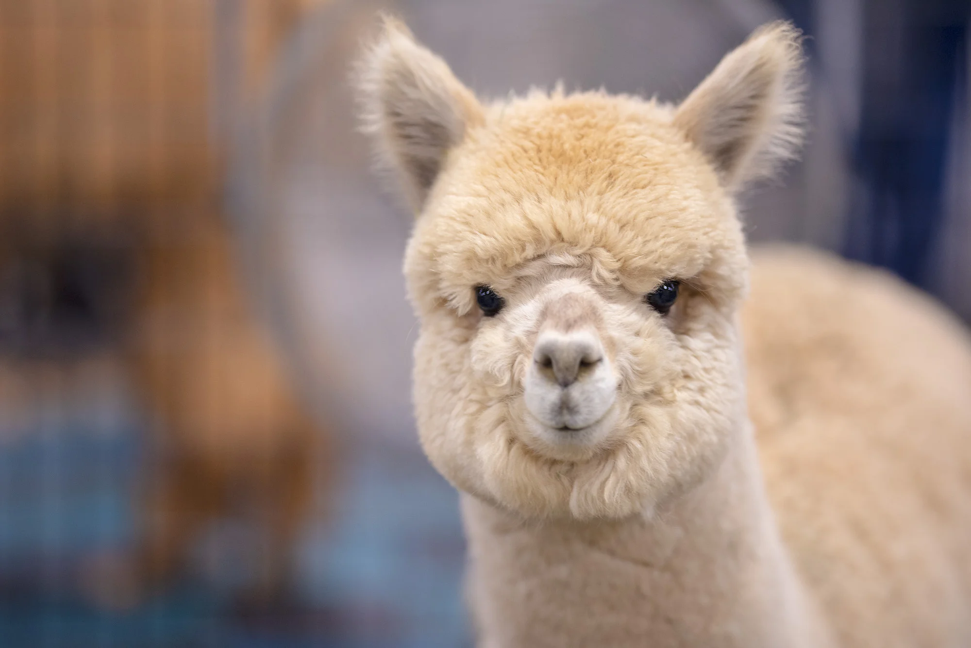 ALPACAS