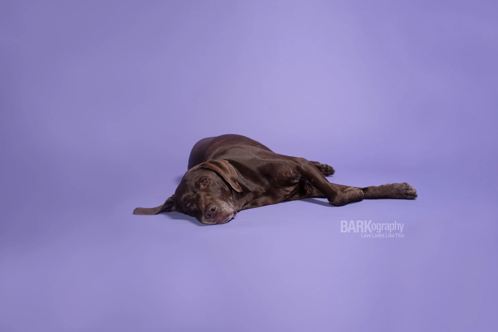 My Journey in Dog Photography
