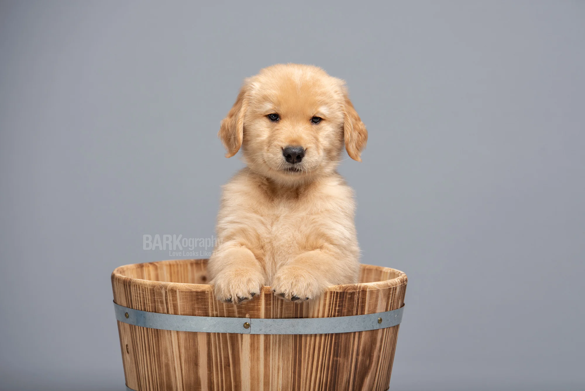 Charlotte NC dog photographer.JPG