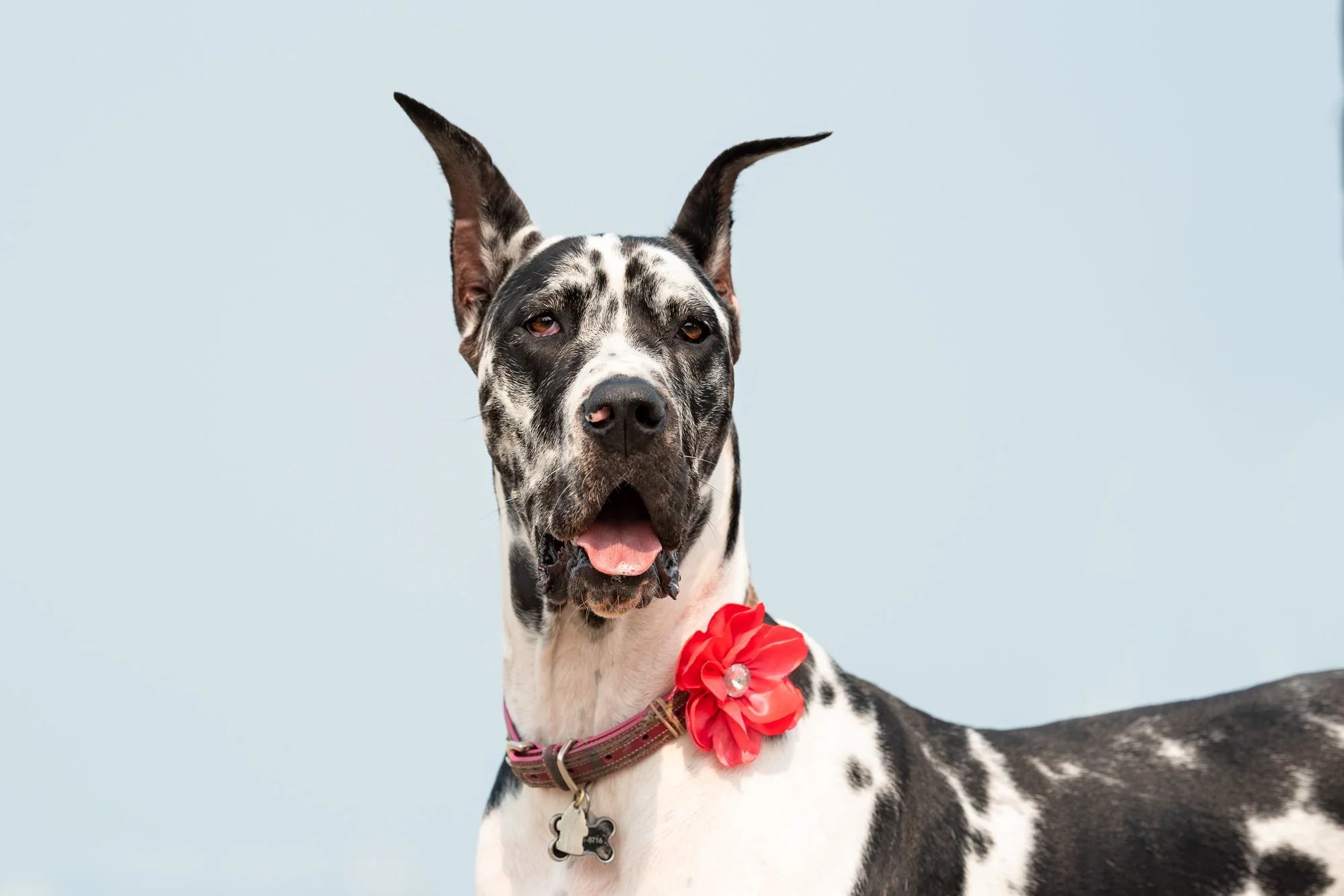 Charlotte Dog Models Needed