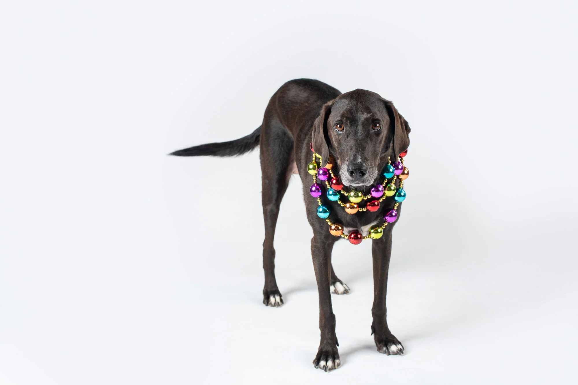 Can my Dog be Photographed in a Studio?