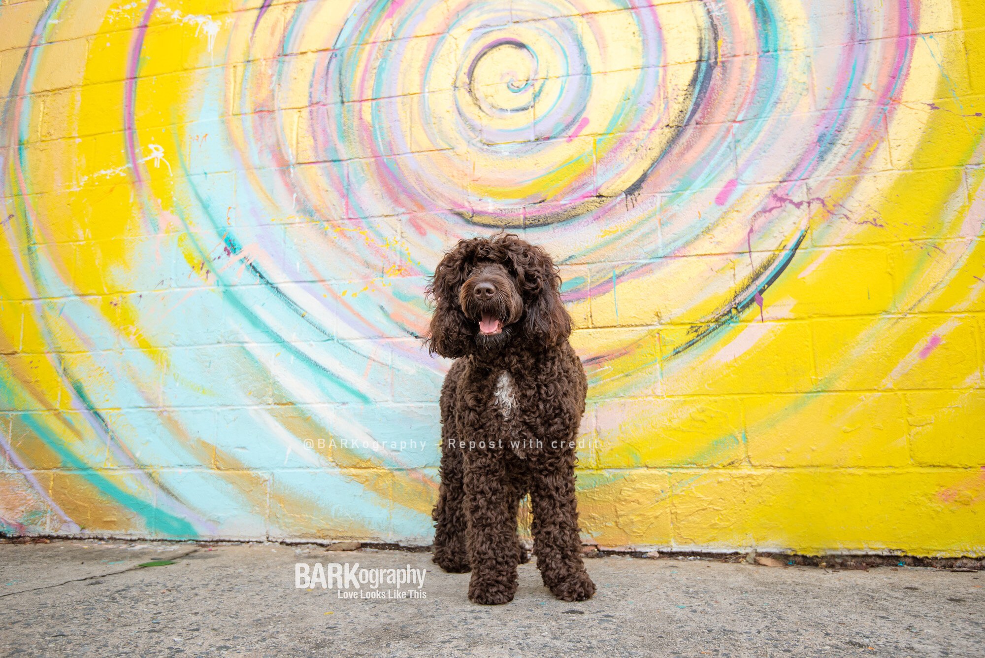 Dog CLT - a new website about loving and living with dogs in Charlotte NC