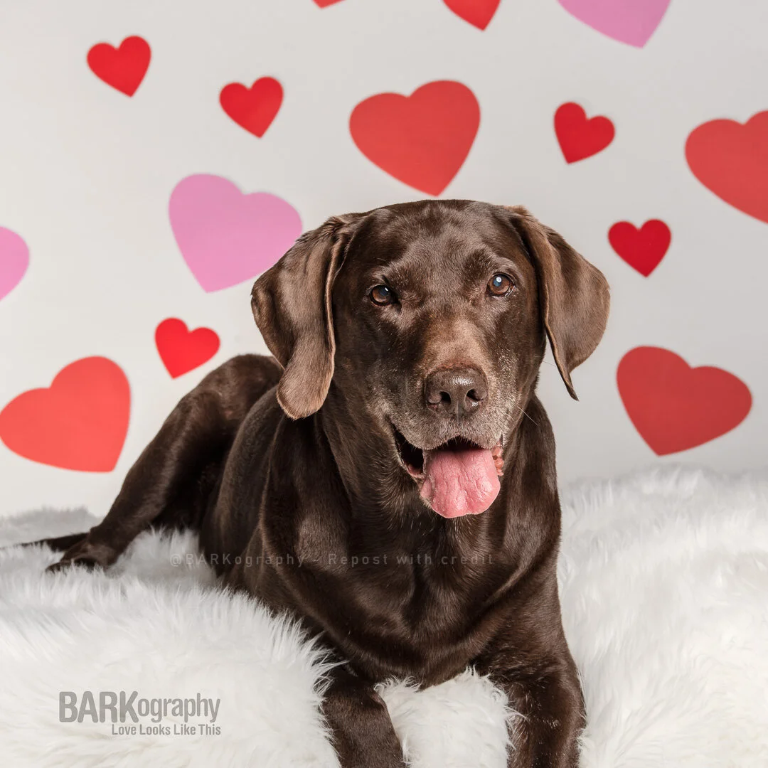 Love BARKS-1.JPG