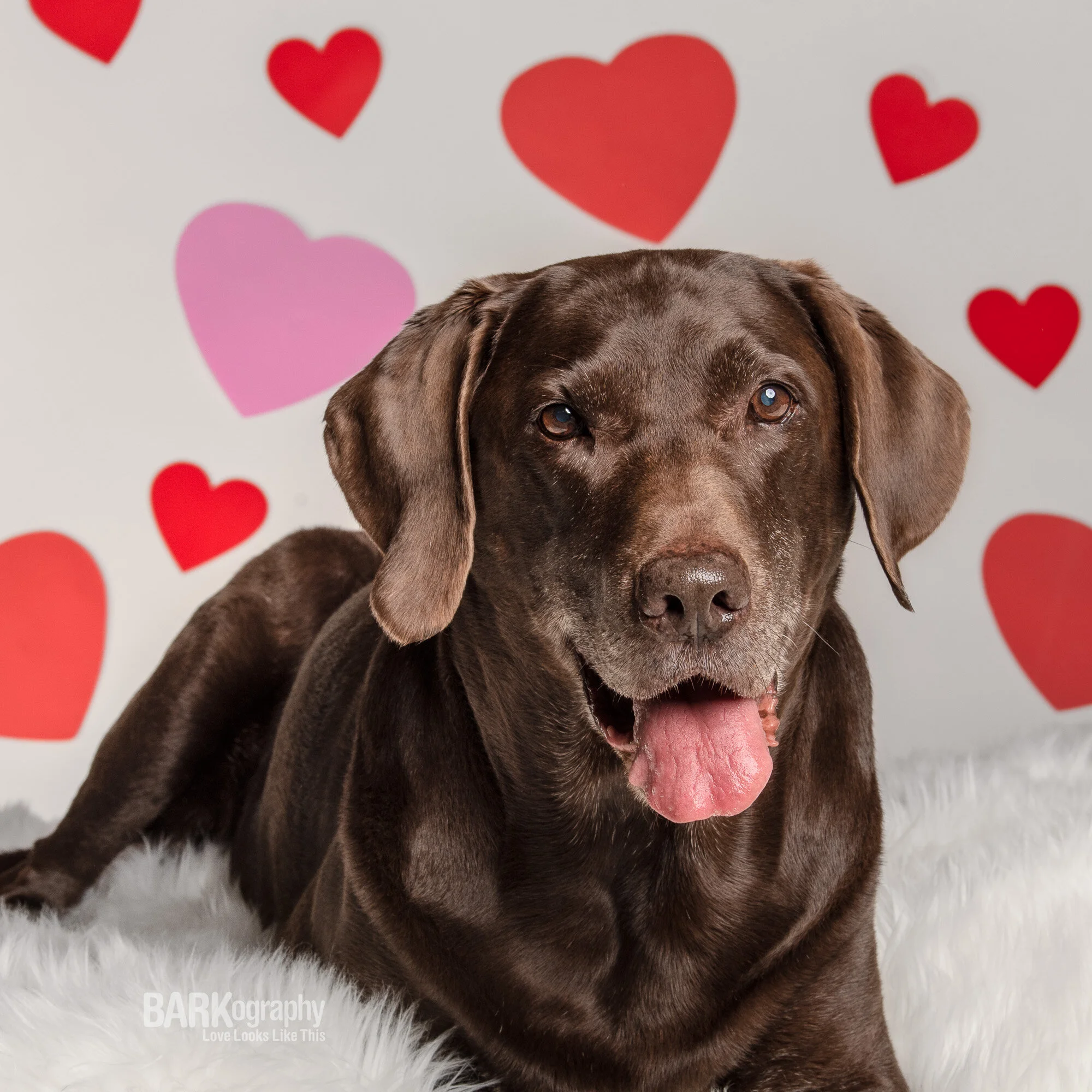 Love Barks