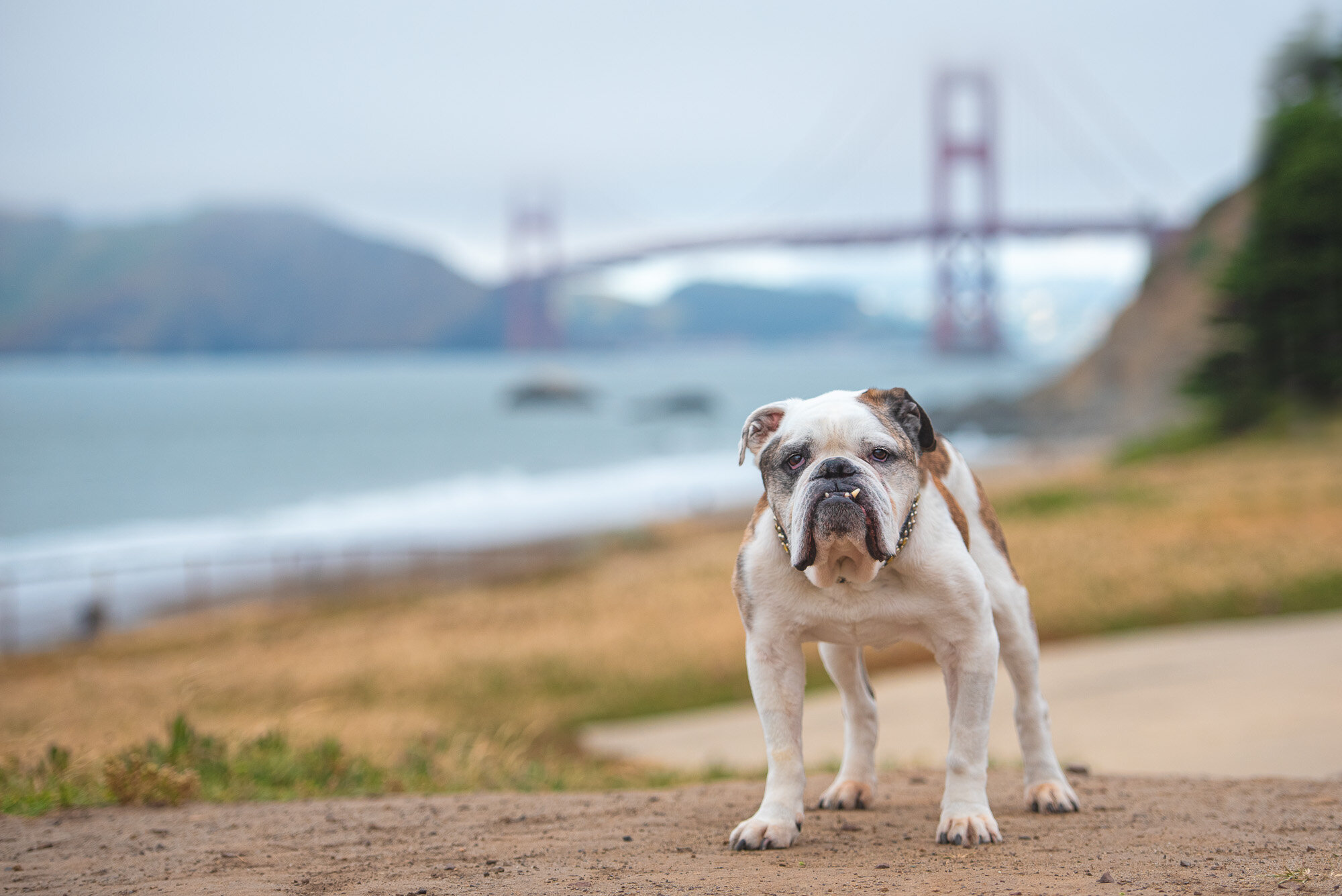 senior bulldog at Golden Gate Bridge