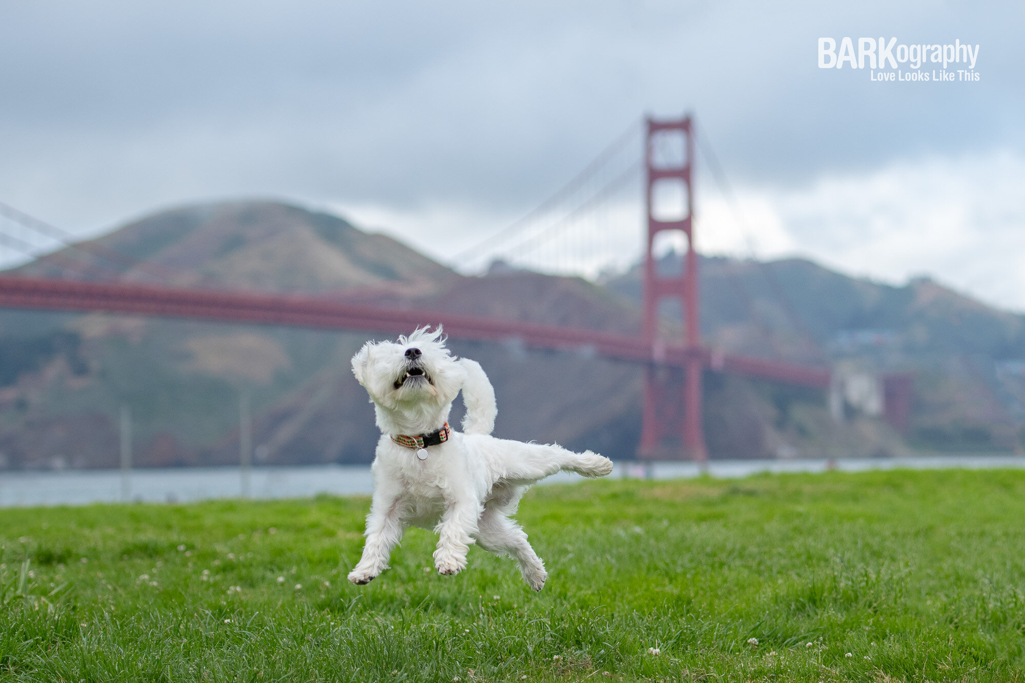 westie jumping in the air at Golden Gate Bridge