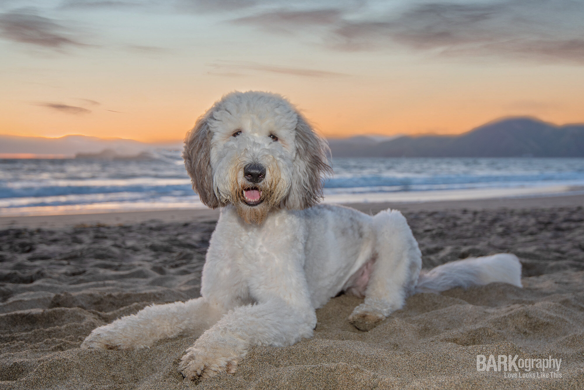 San Francisco doodle at sunset Baker Beach