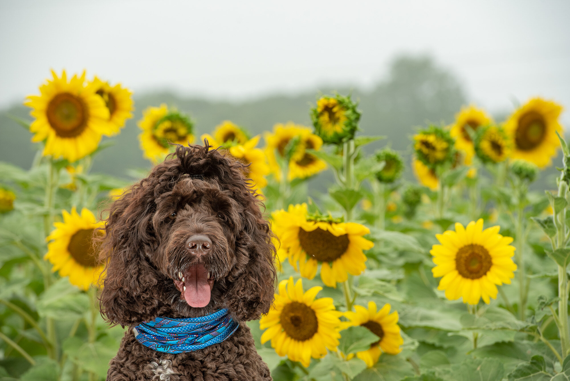 photo of dog in sunflower field