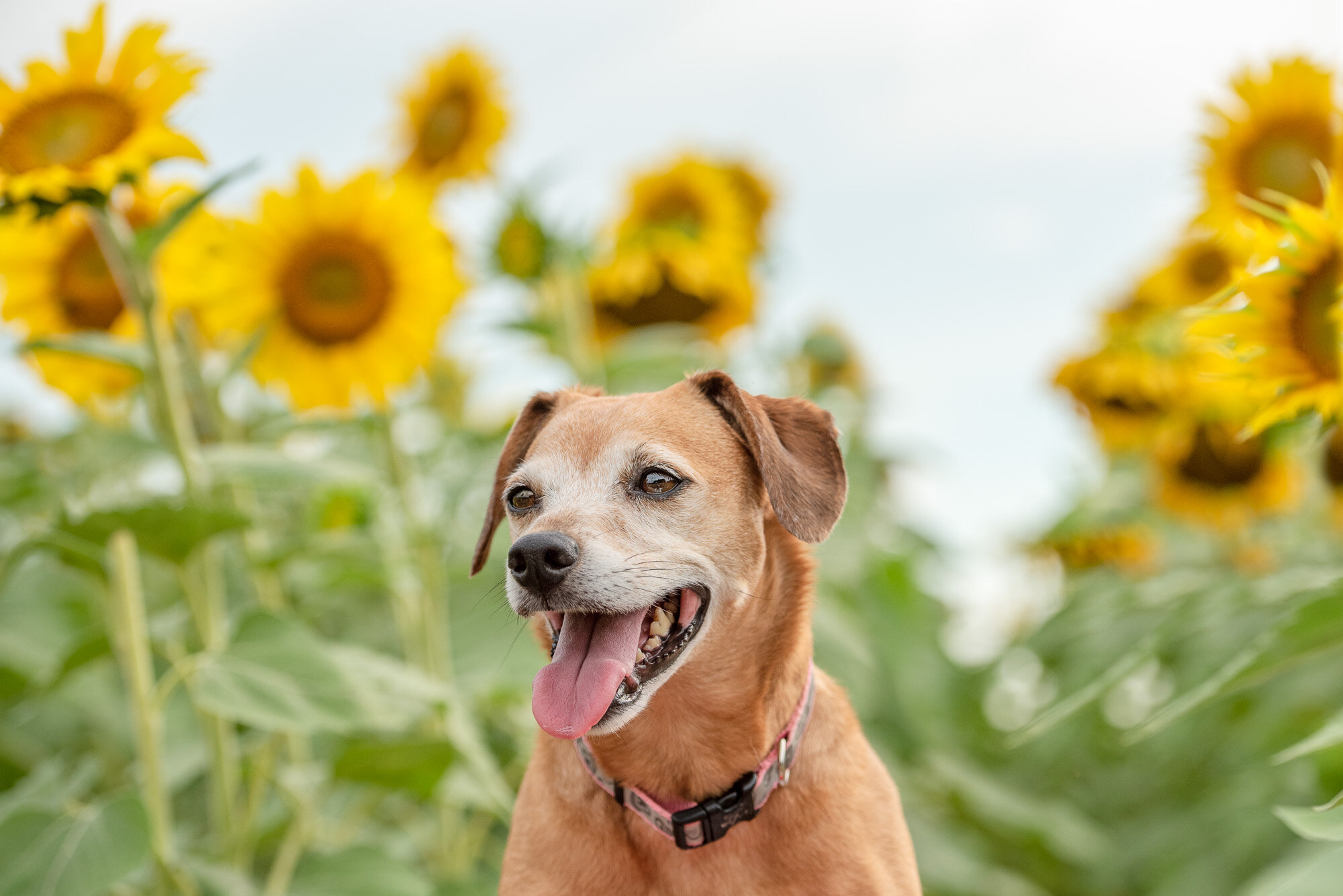 rescued dog in sunflower field