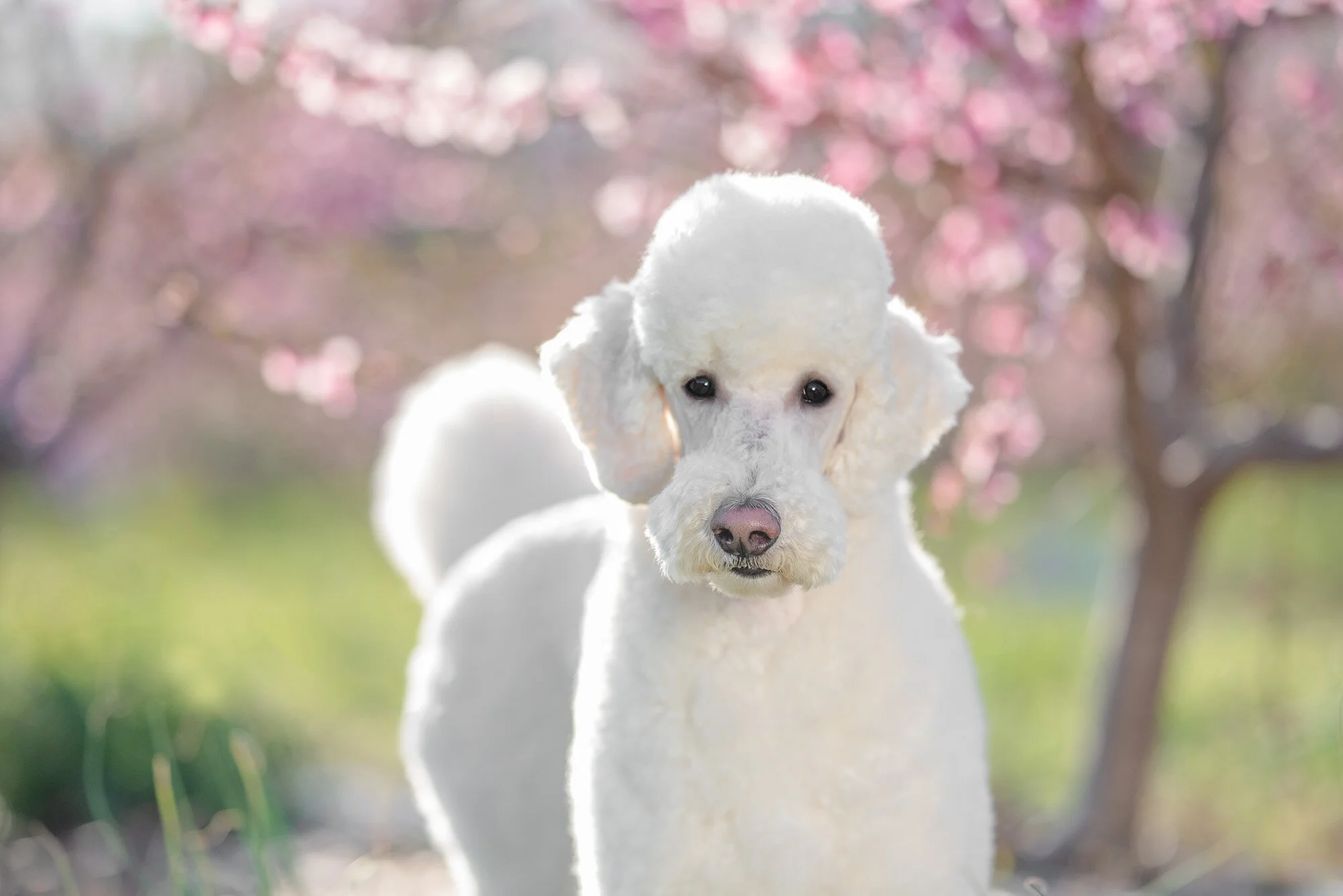 Peach Blossom Photo Shoots near Charlotte NC