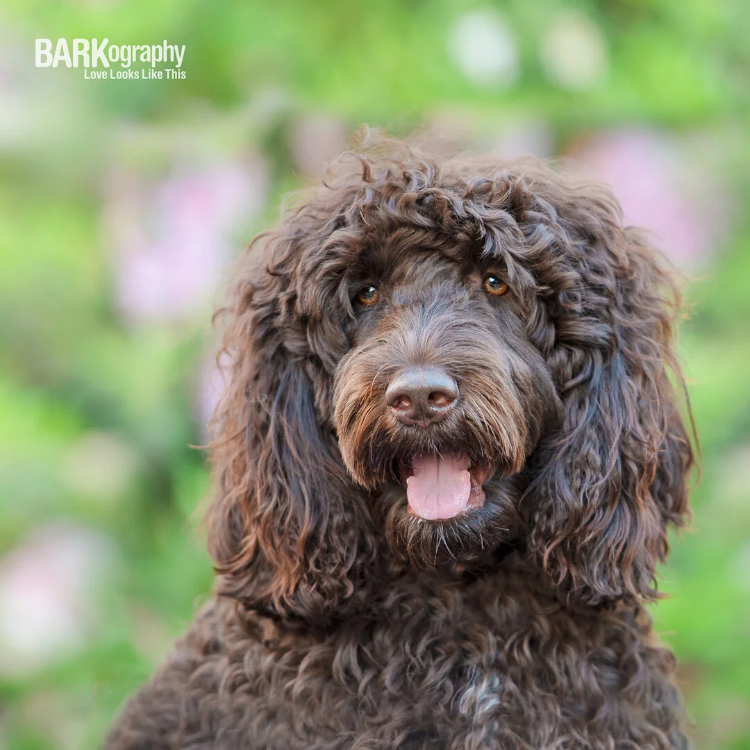 smiling Australian Labradoodle