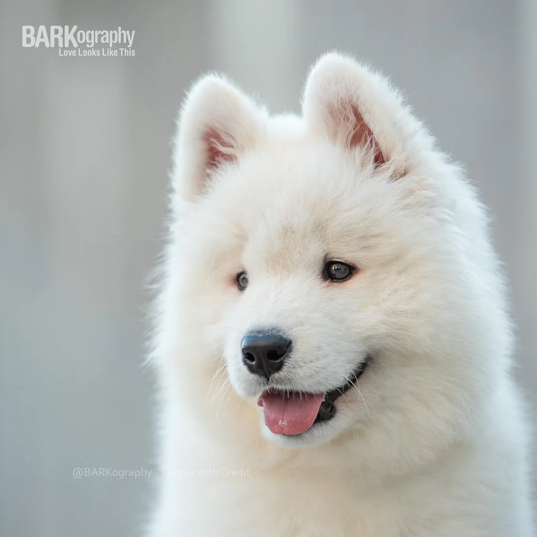best photo of smiling Samoyed puppy