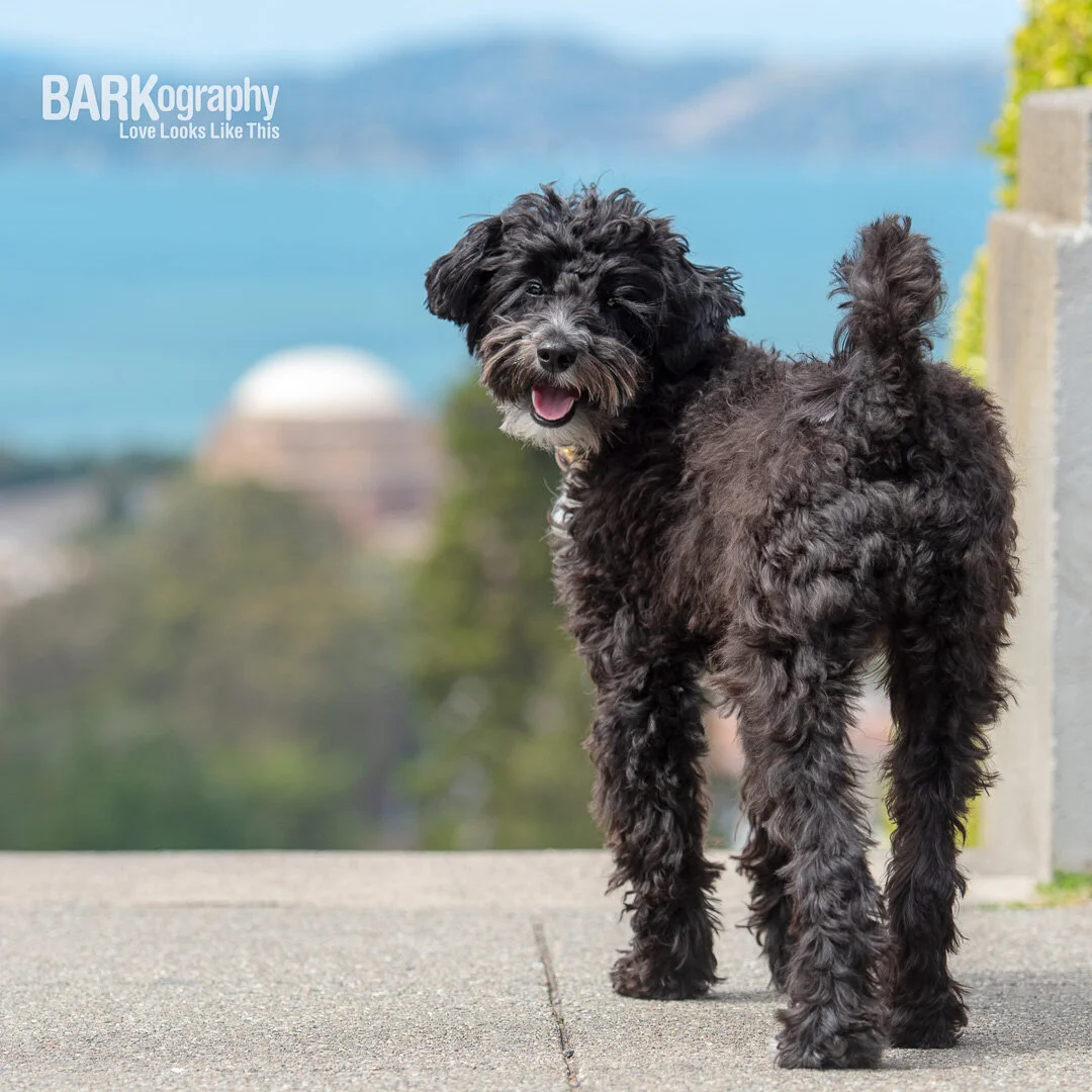 San Francisco doodle