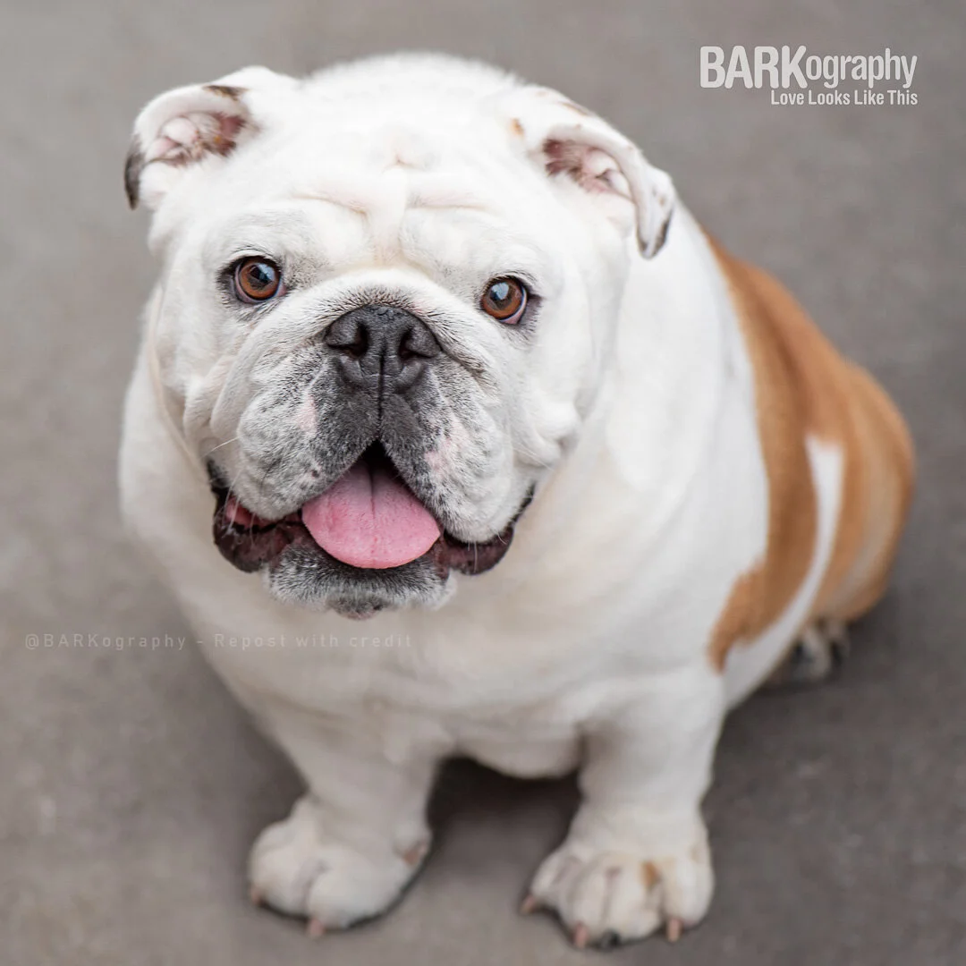smiling English bulldog