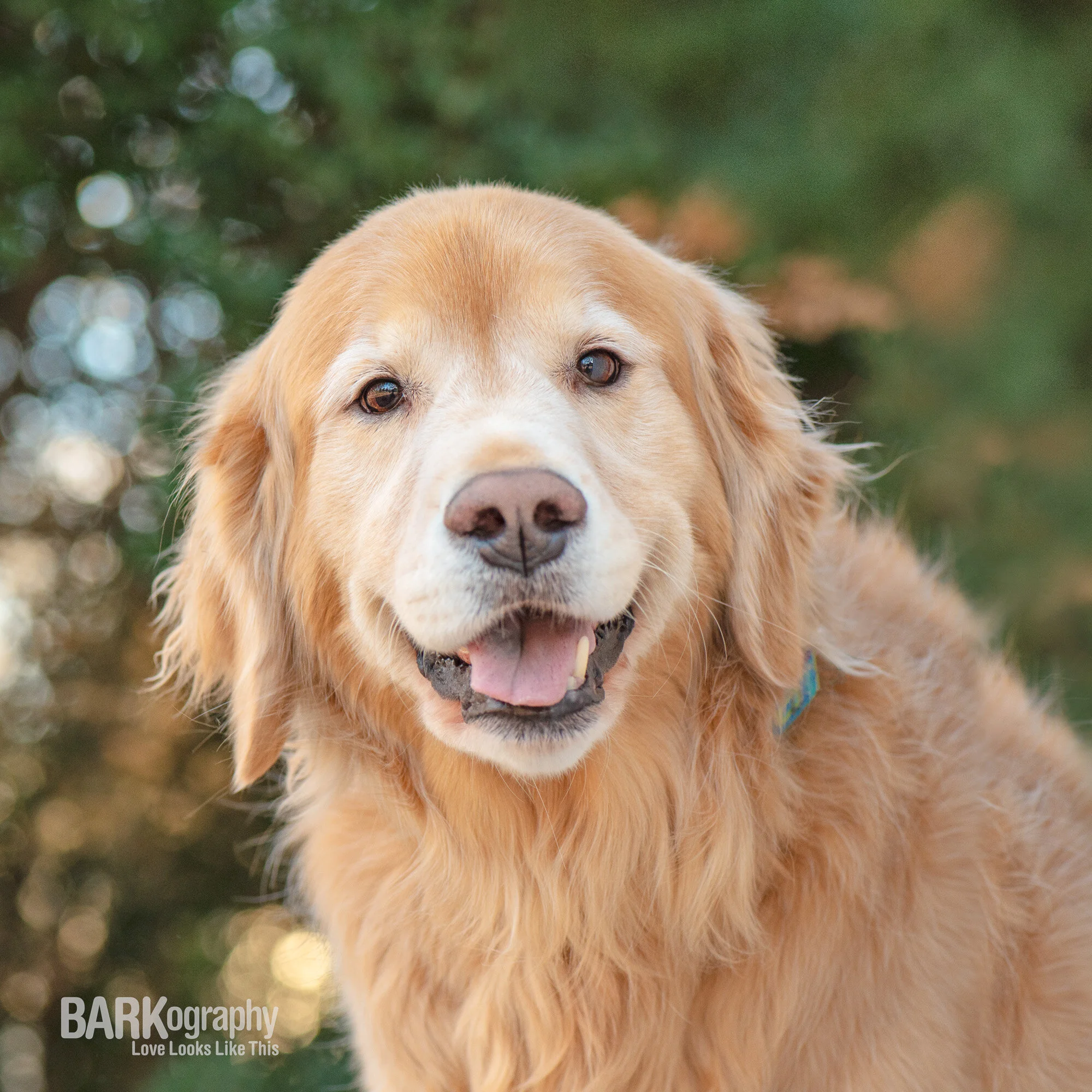 senior dog smiling.JPG