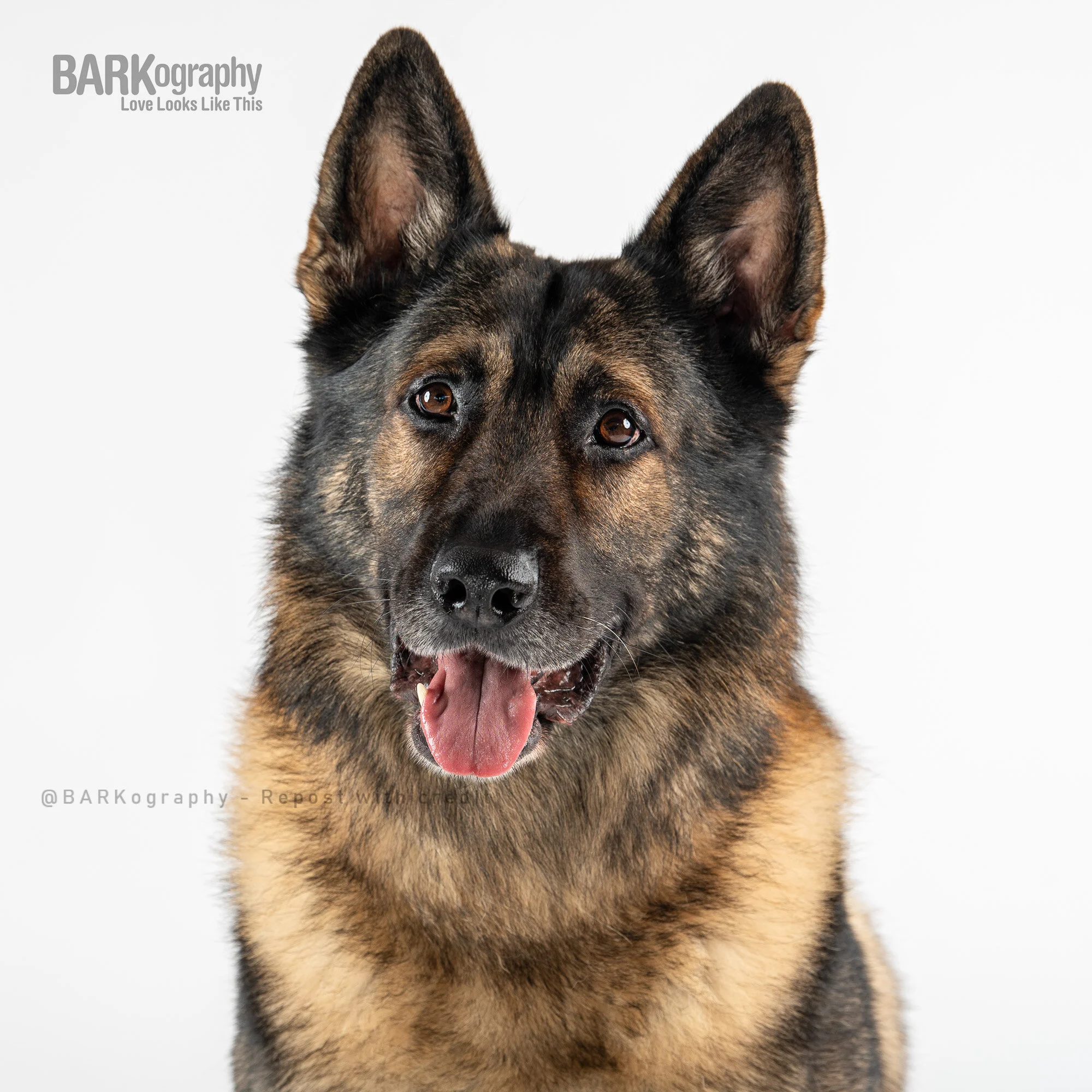 smiling retired police dog.JPG