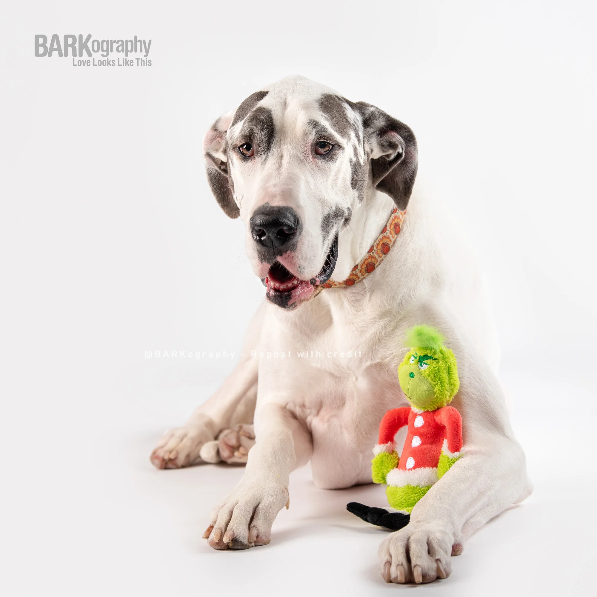 smiling great dane with the Grinch.JPG