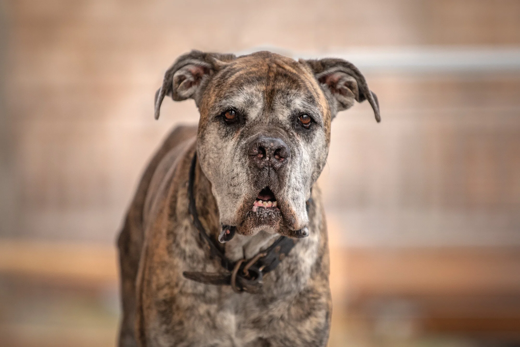 Saying Goodbye to a Dog I Love