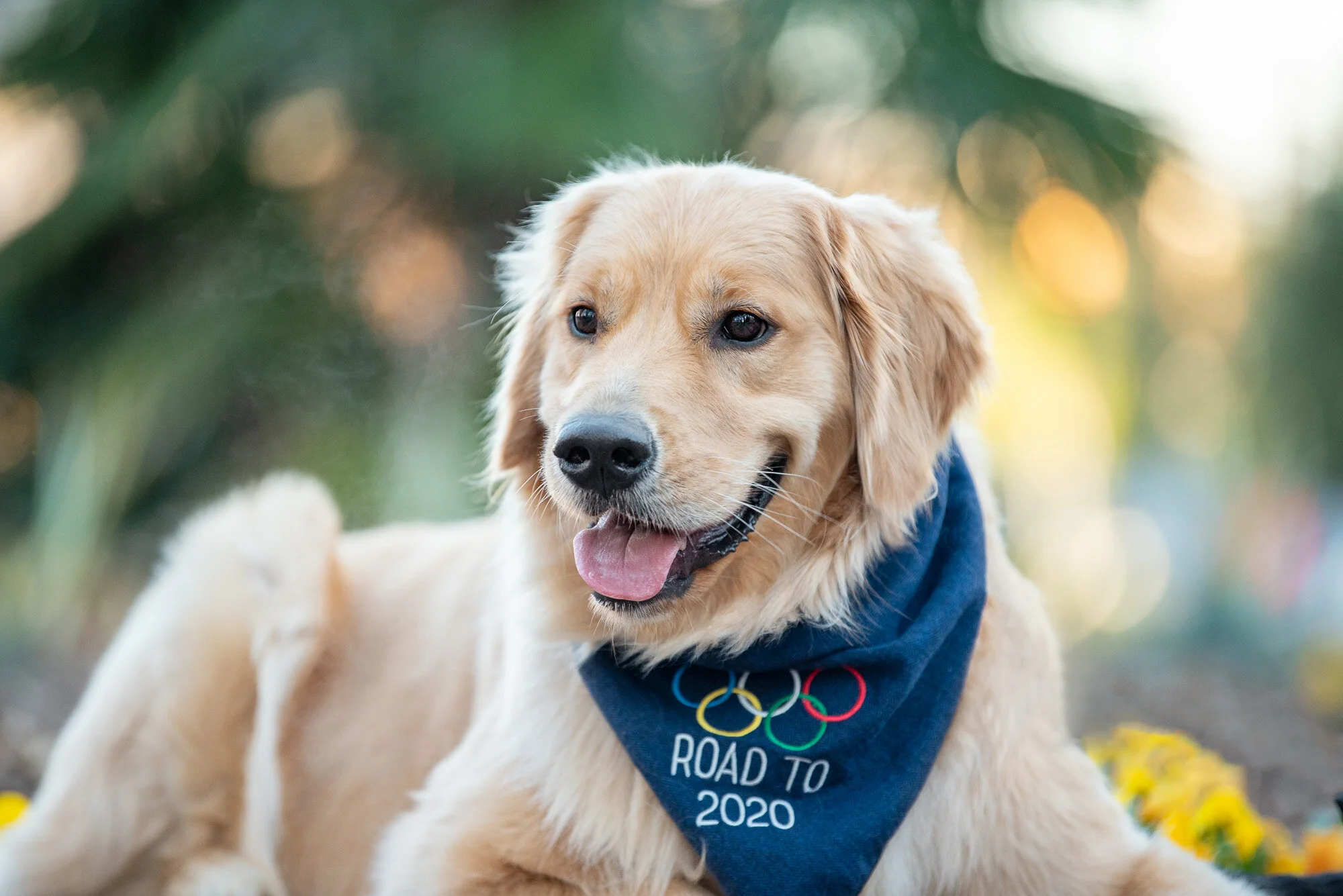 Tokyo 2020 dog bandana