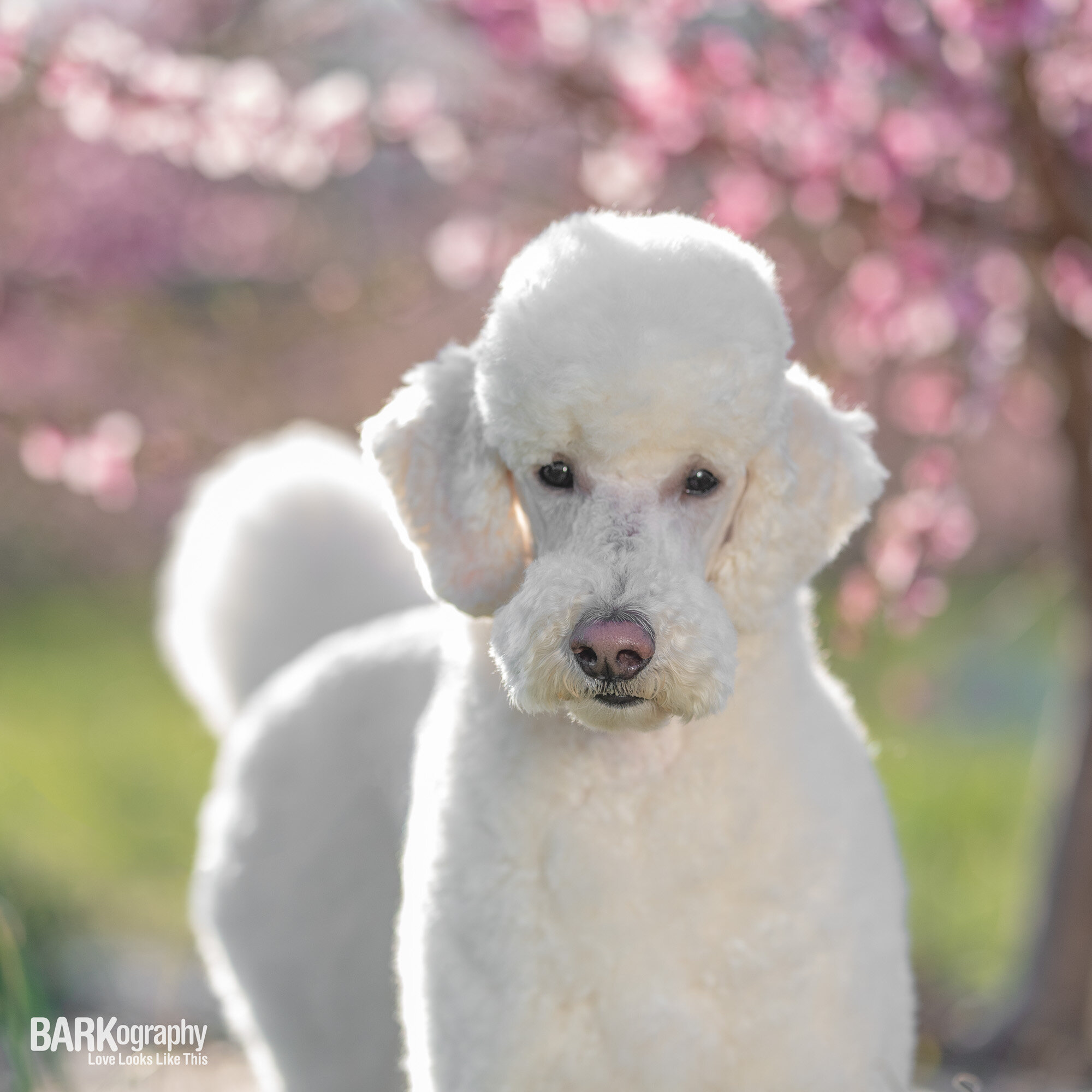 peach blossom and dog photo