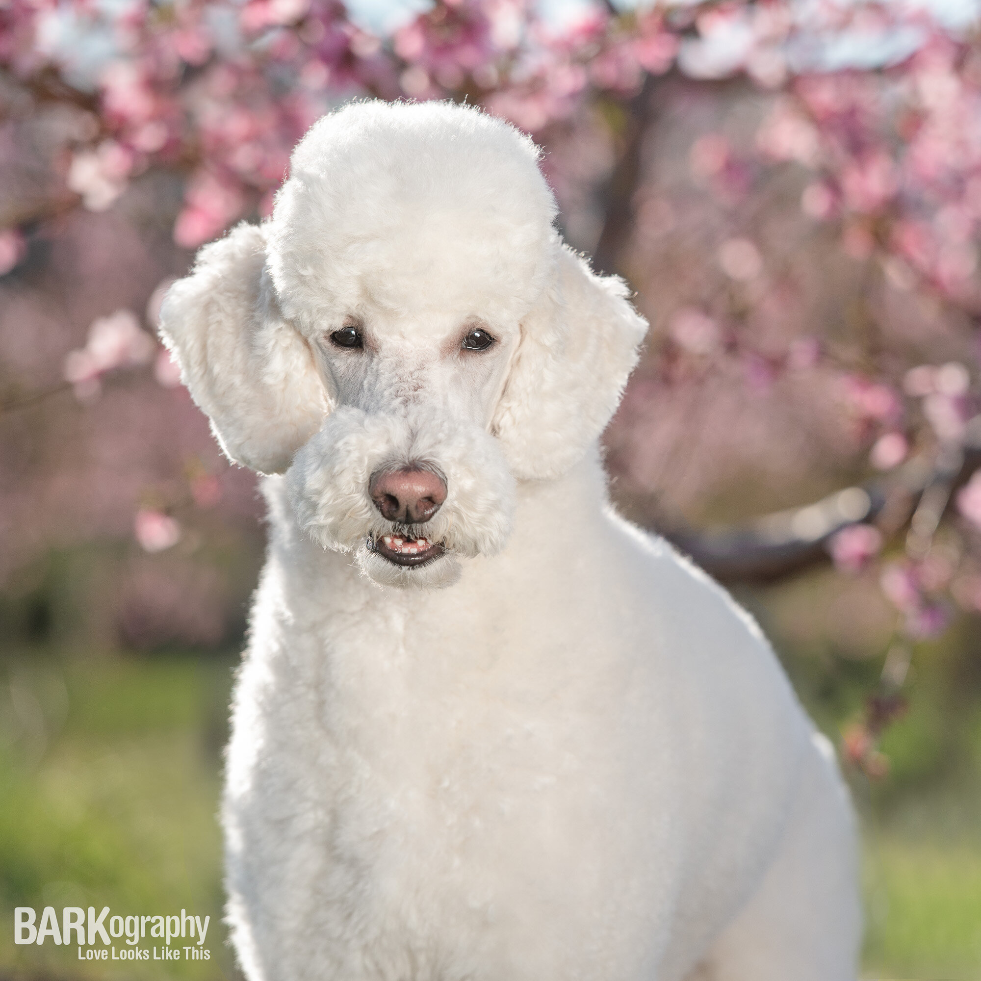 poodle photo in peach tree farm