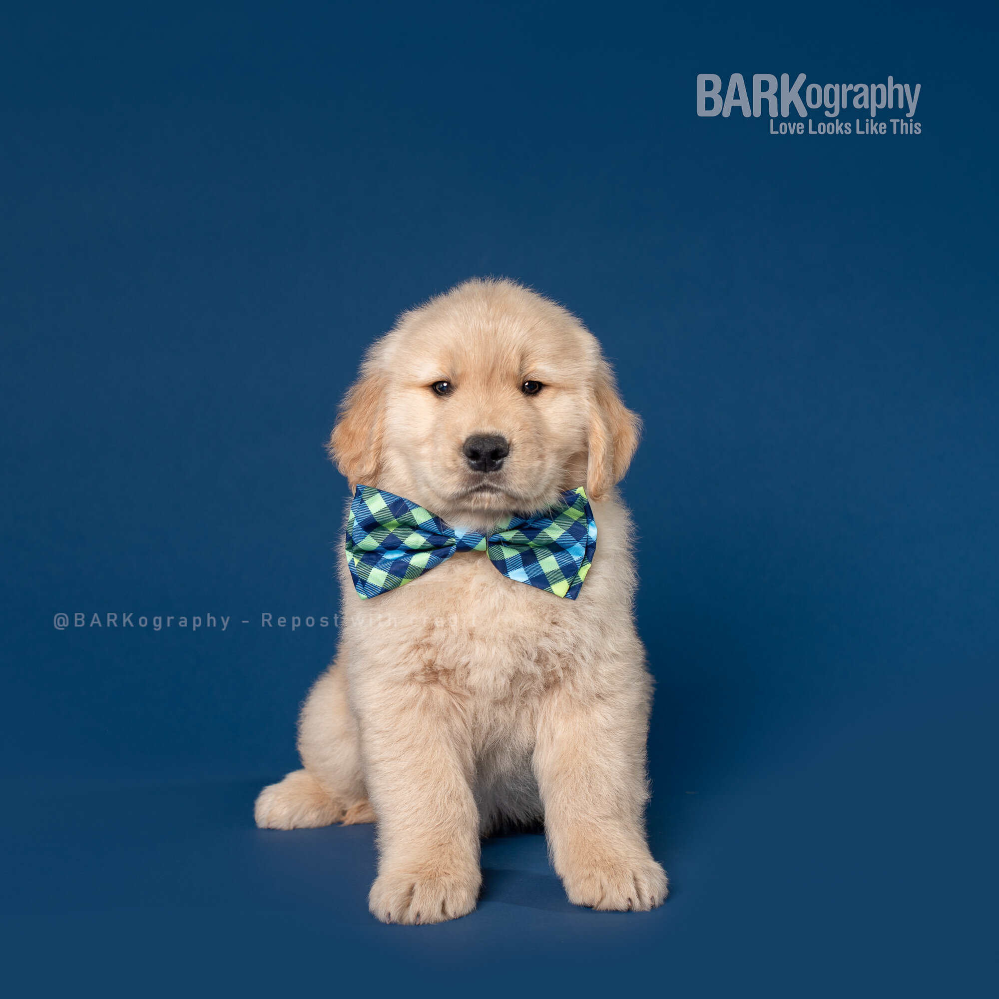 golden retriever puppy wearing bow tie