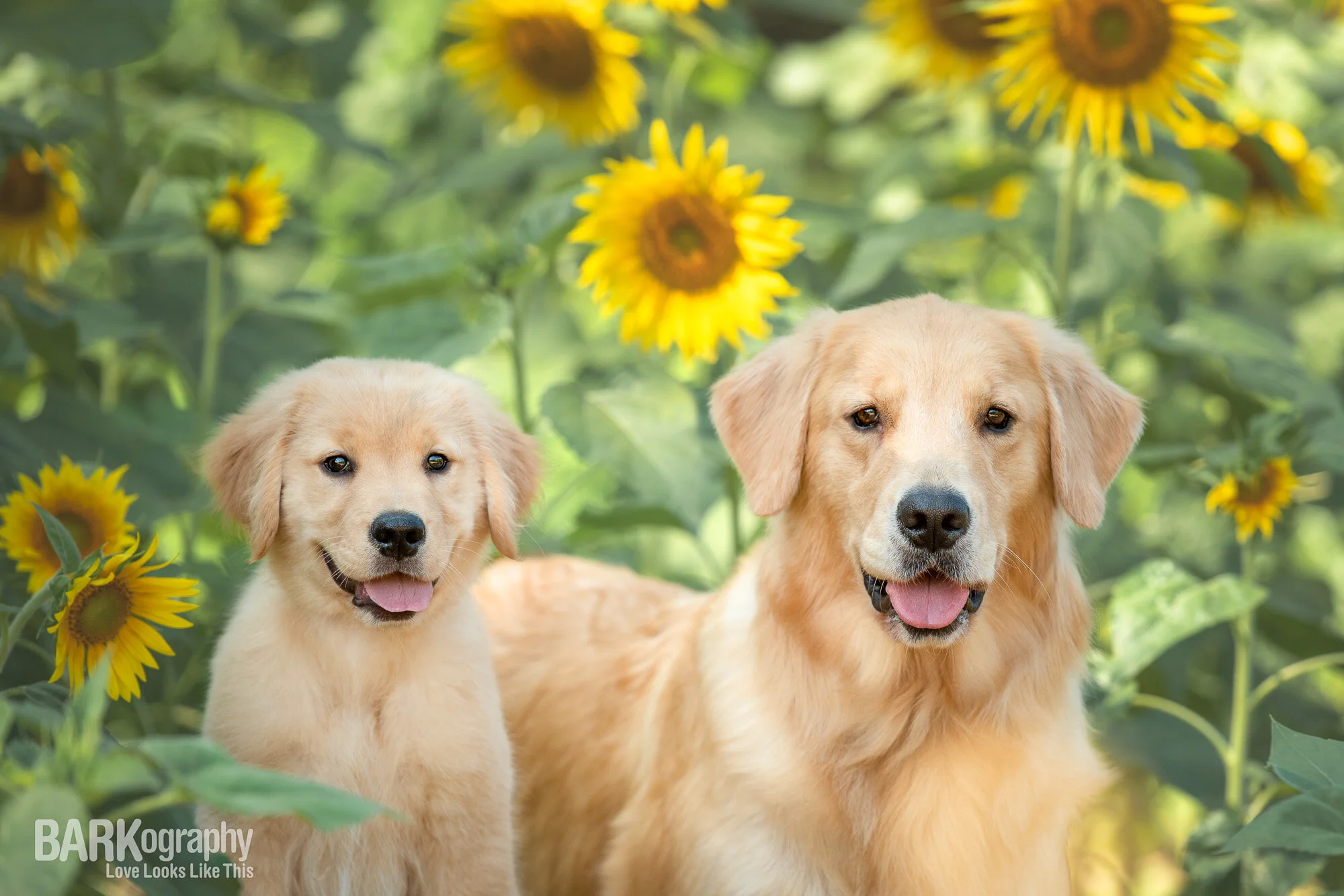 Photographing Dogs in Sunflowers this July and August