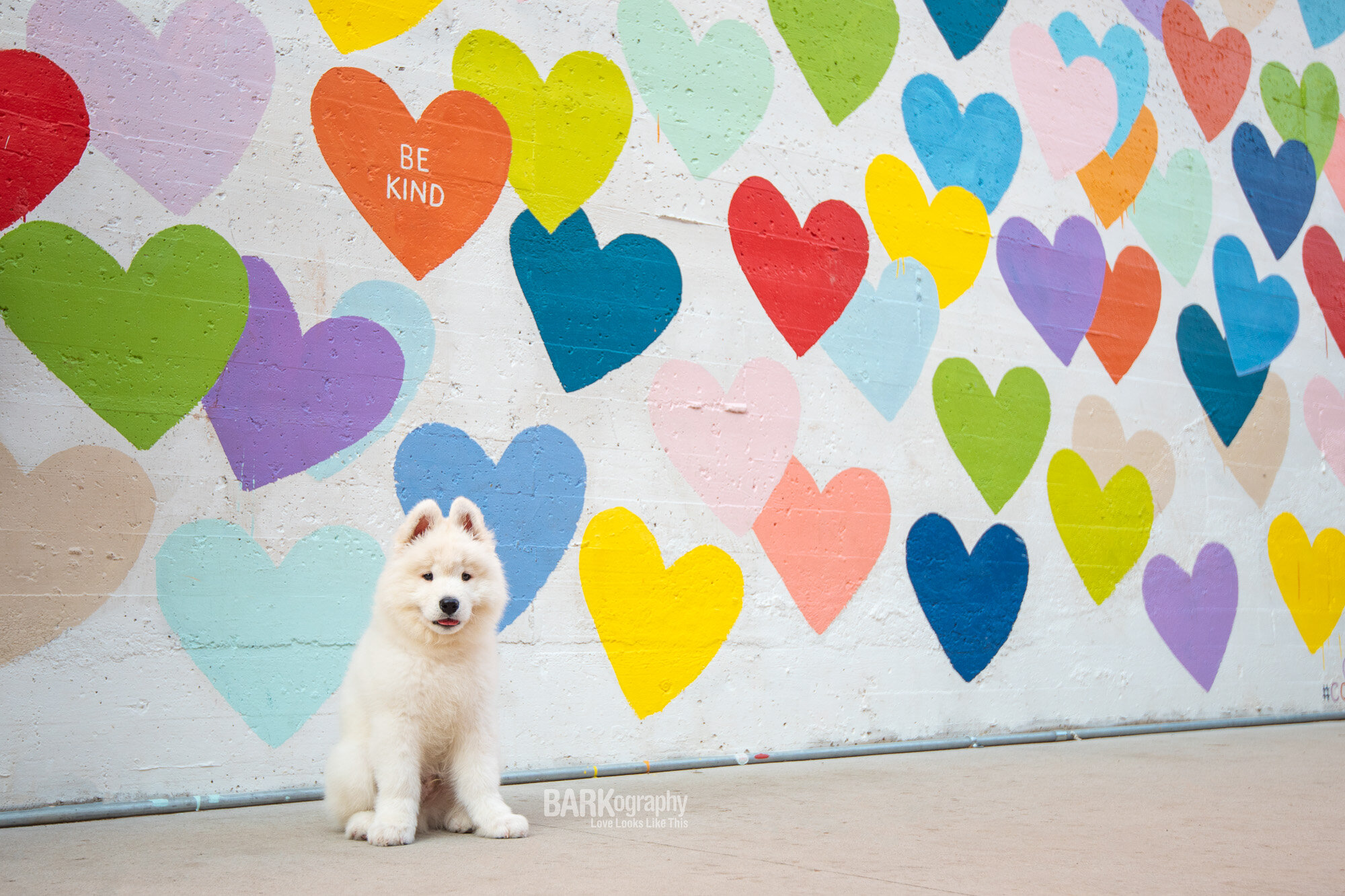 puppy photo at confetti hearts wall 