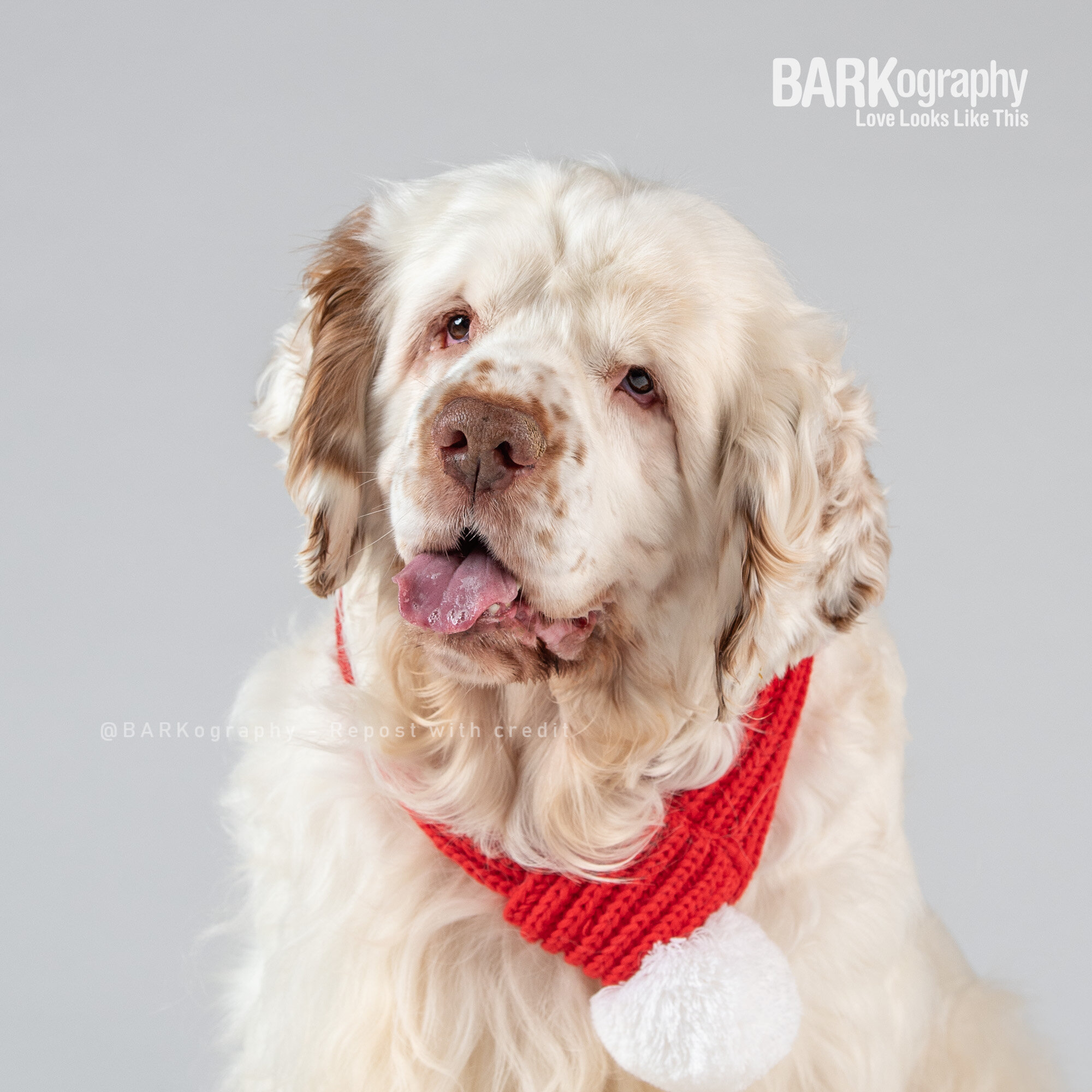 therapy dog holiday photo