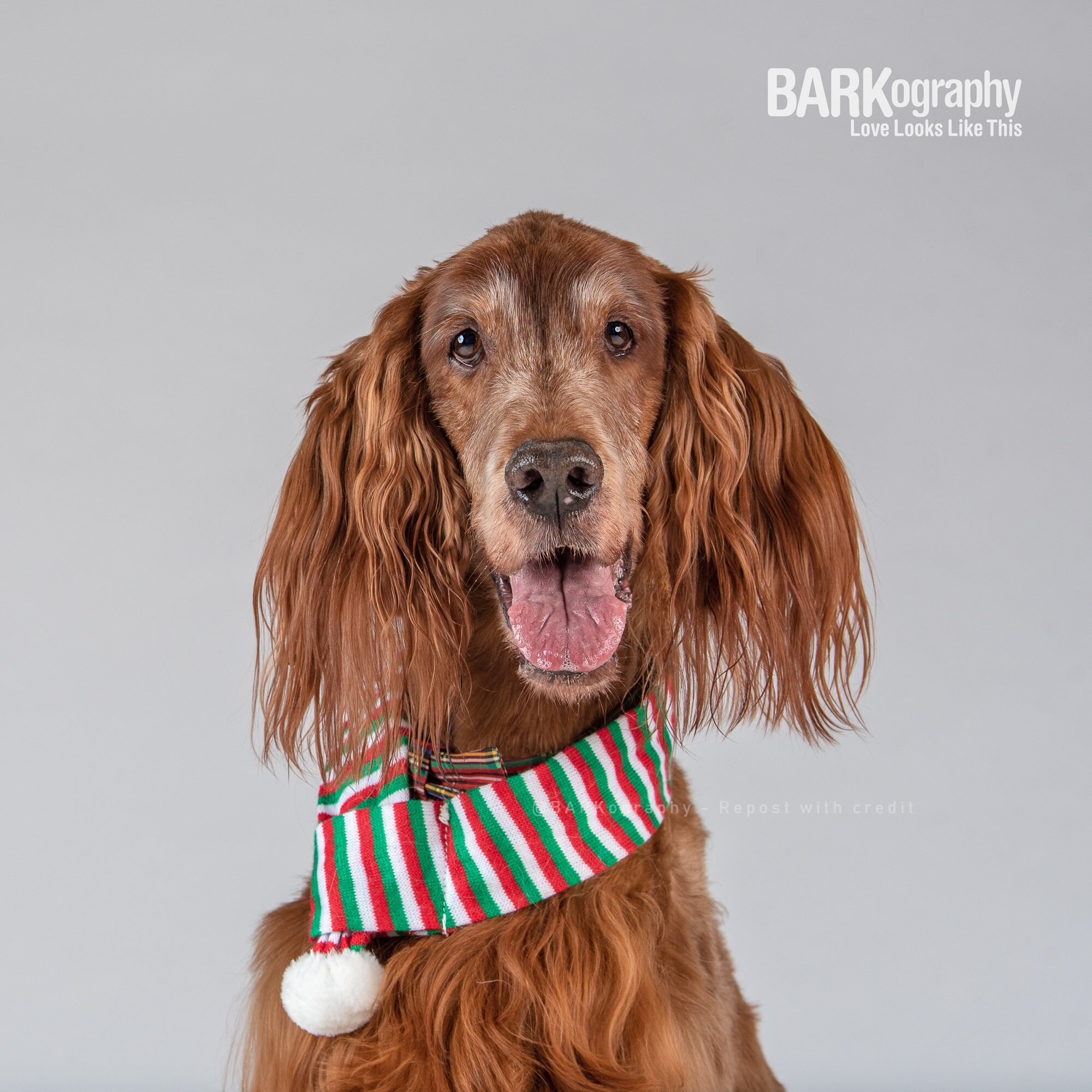 irish setter Christmas photo