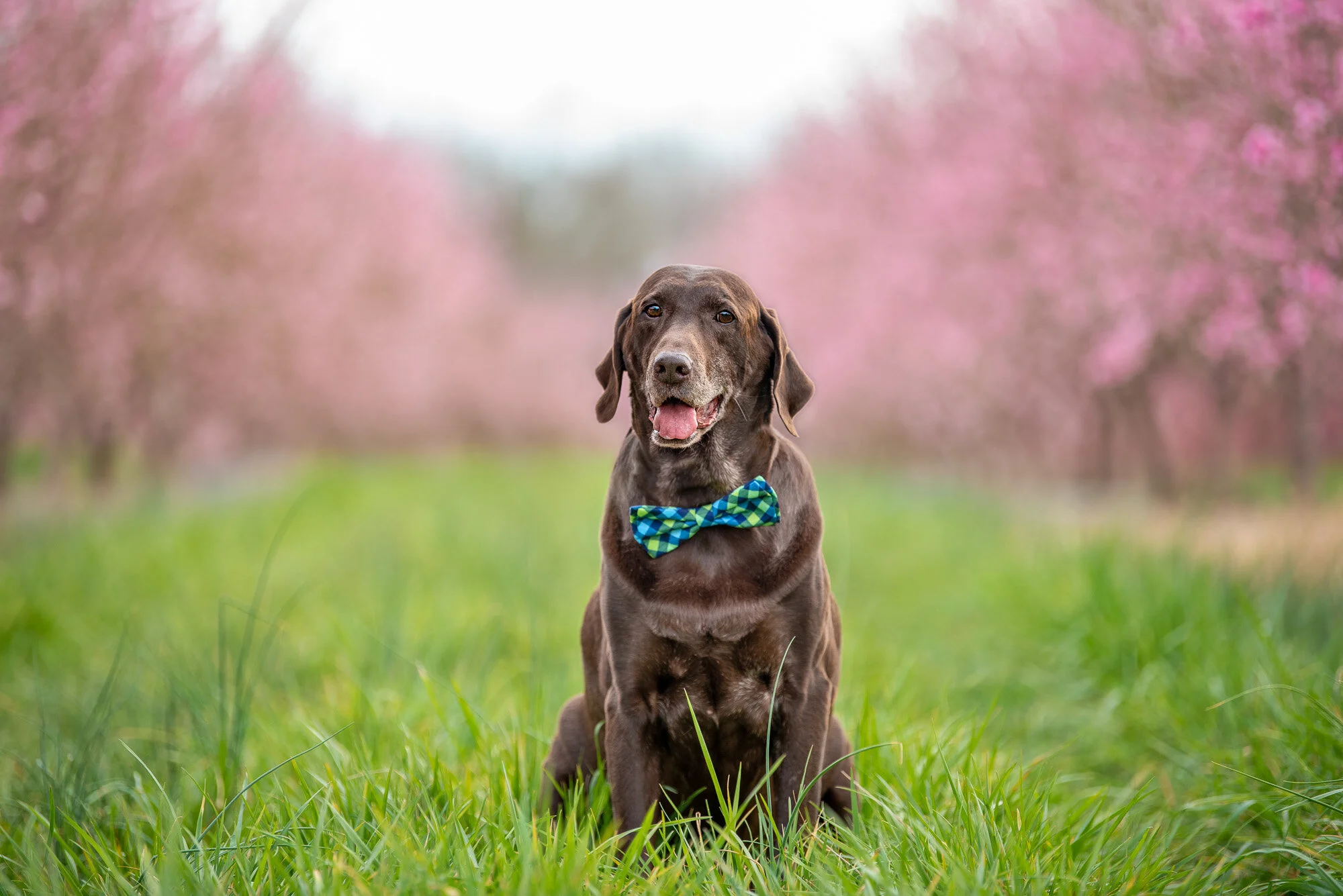This Dog Photographer's Anniversary