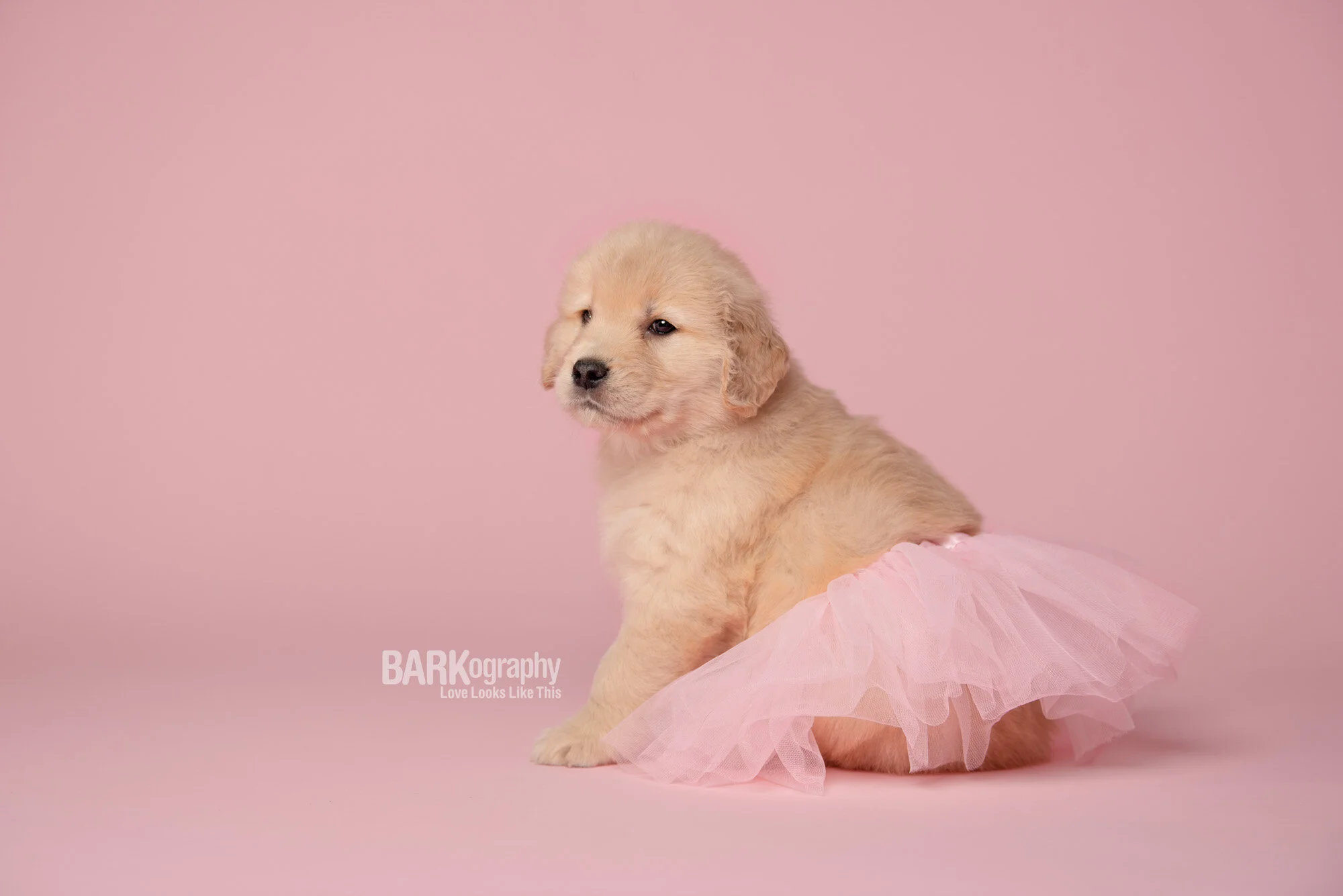 How to Take Better Pictures of Your Dog