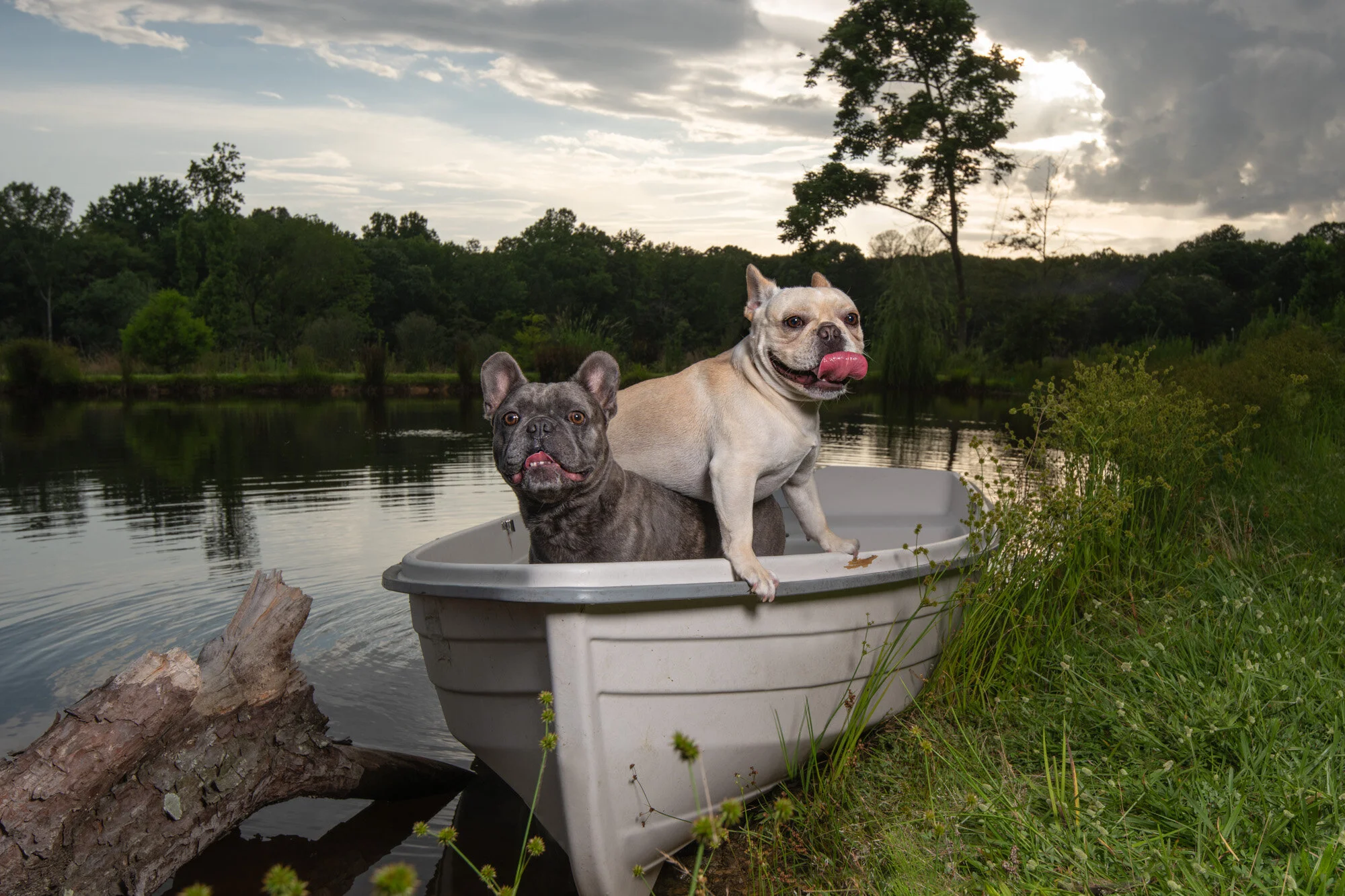 Before and After Dog Photos