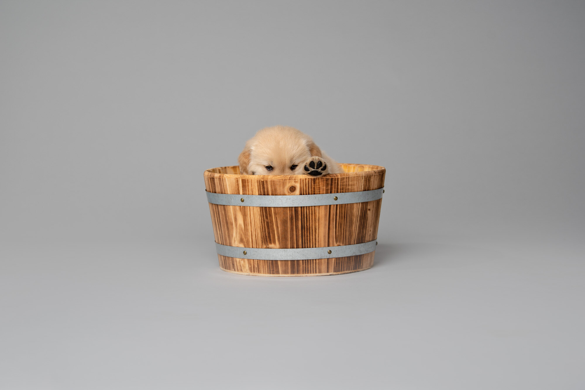 adorable golden retriever puppy in a bucket