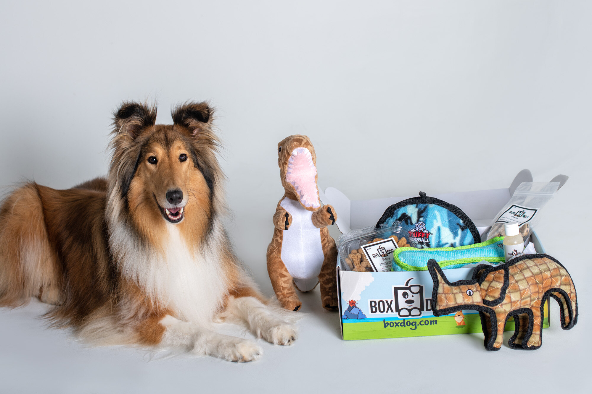 commercial dog photography for monthly dog subscription box