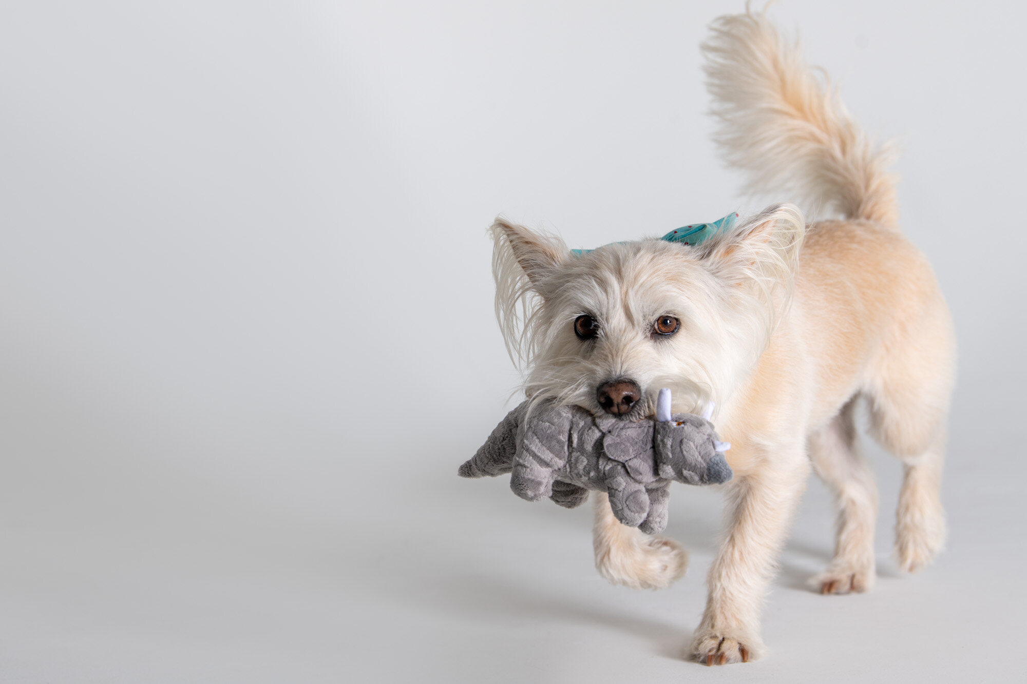 commercial pet photography dog with stuffed toy