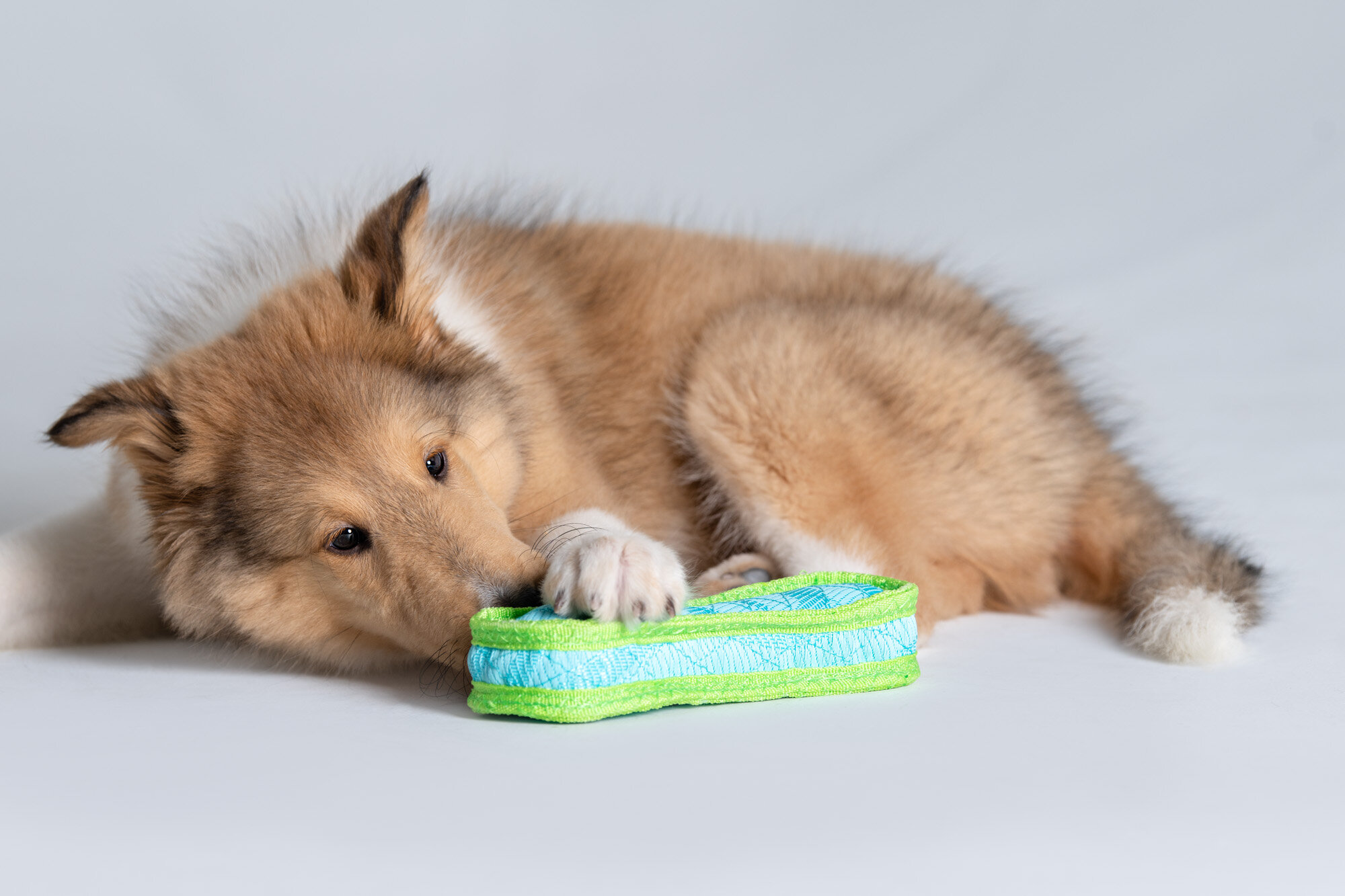 commercial pet photo puppy with toy