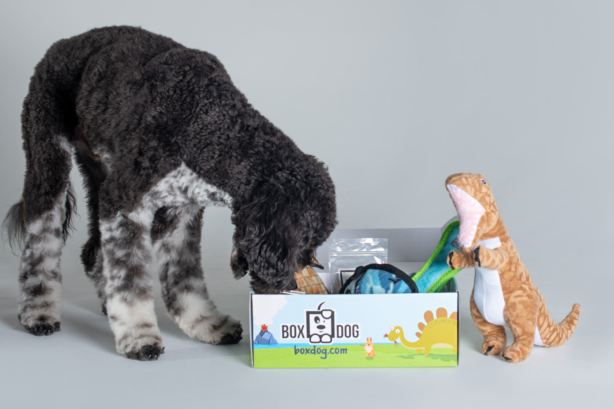 doodle in commercial pet photo shoot with monthly subscription box of toys and treats