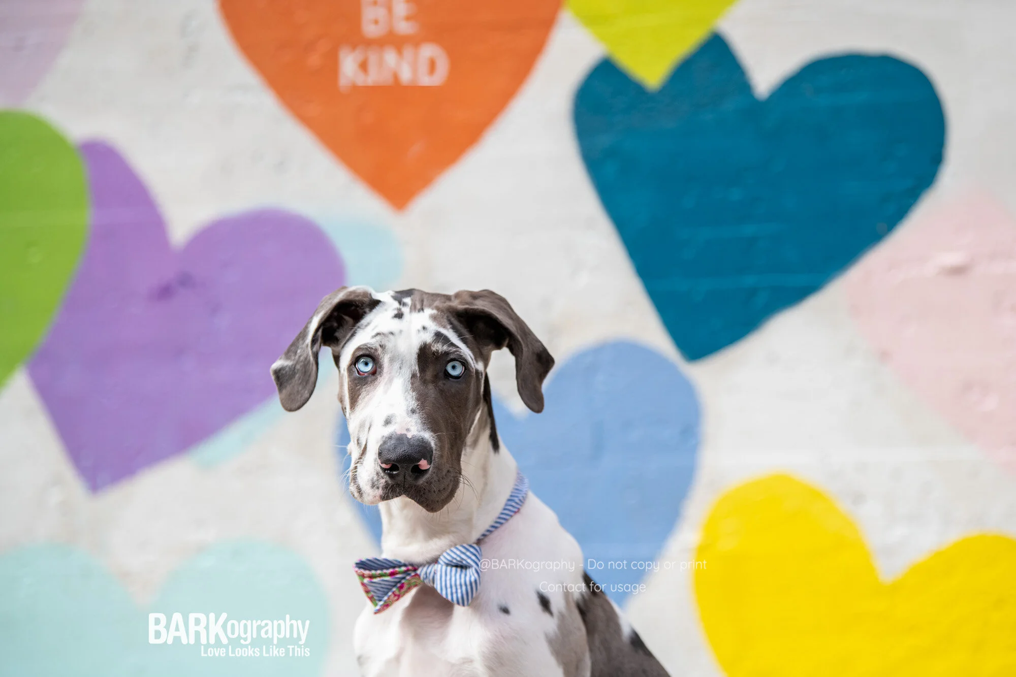 World Kindness Day 2020