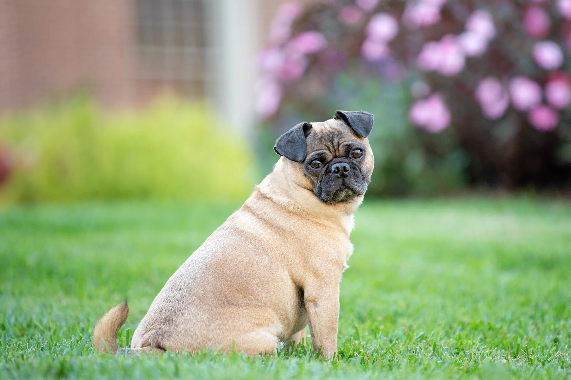 Dog Photography Photo Session Tips about your Dog’s Collar