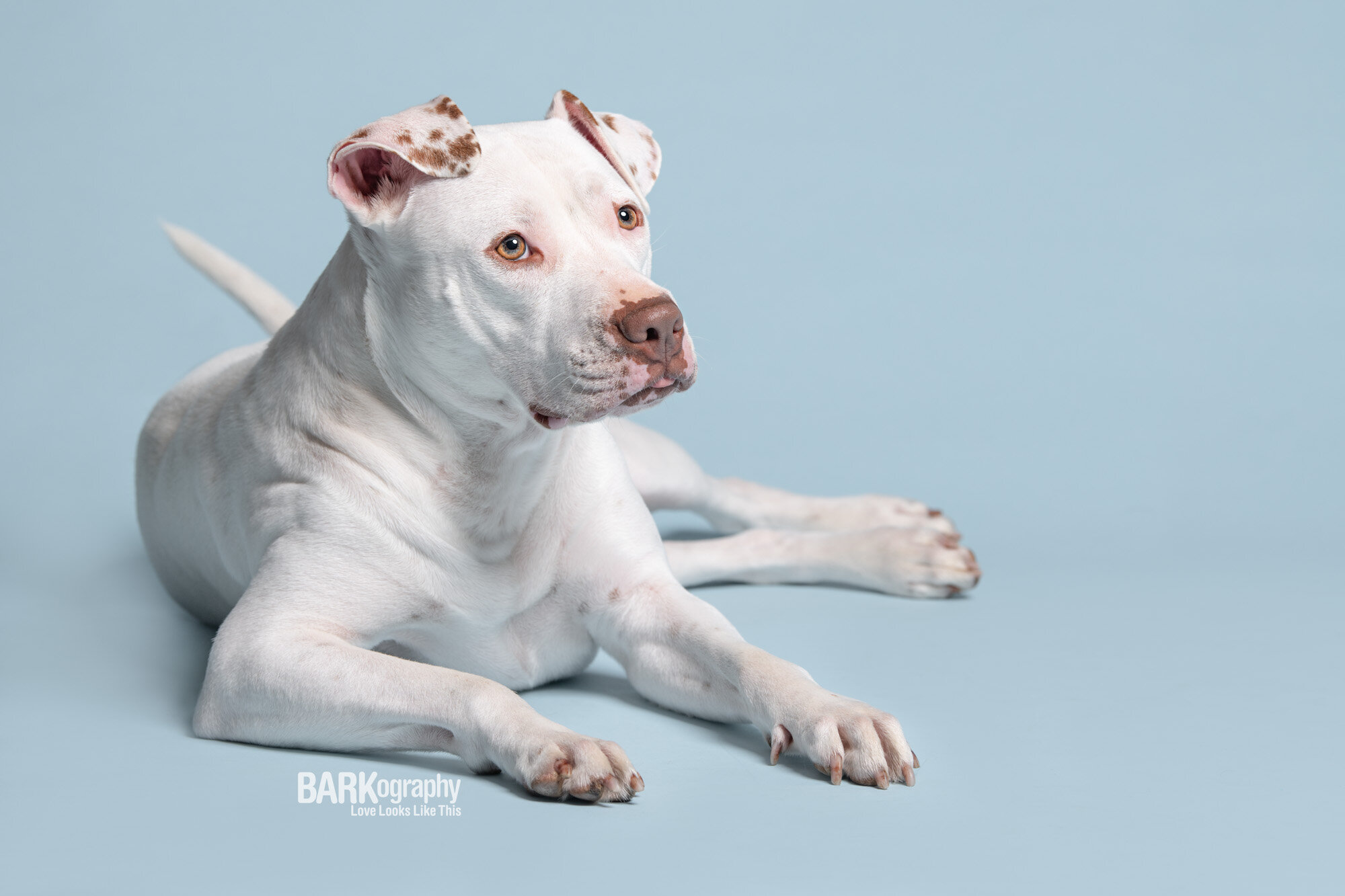 professional dog model pitbull Sugar