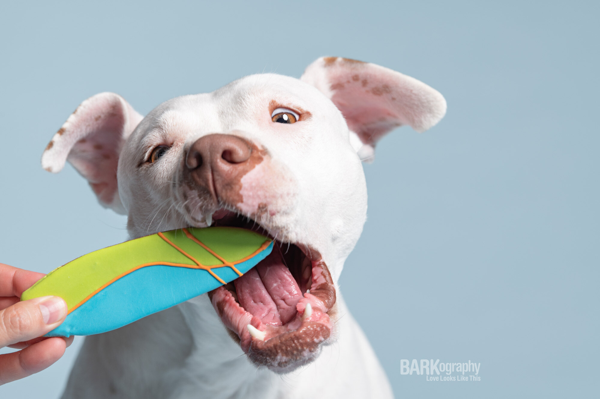 Commercial Pet Photography in Charlotte NC