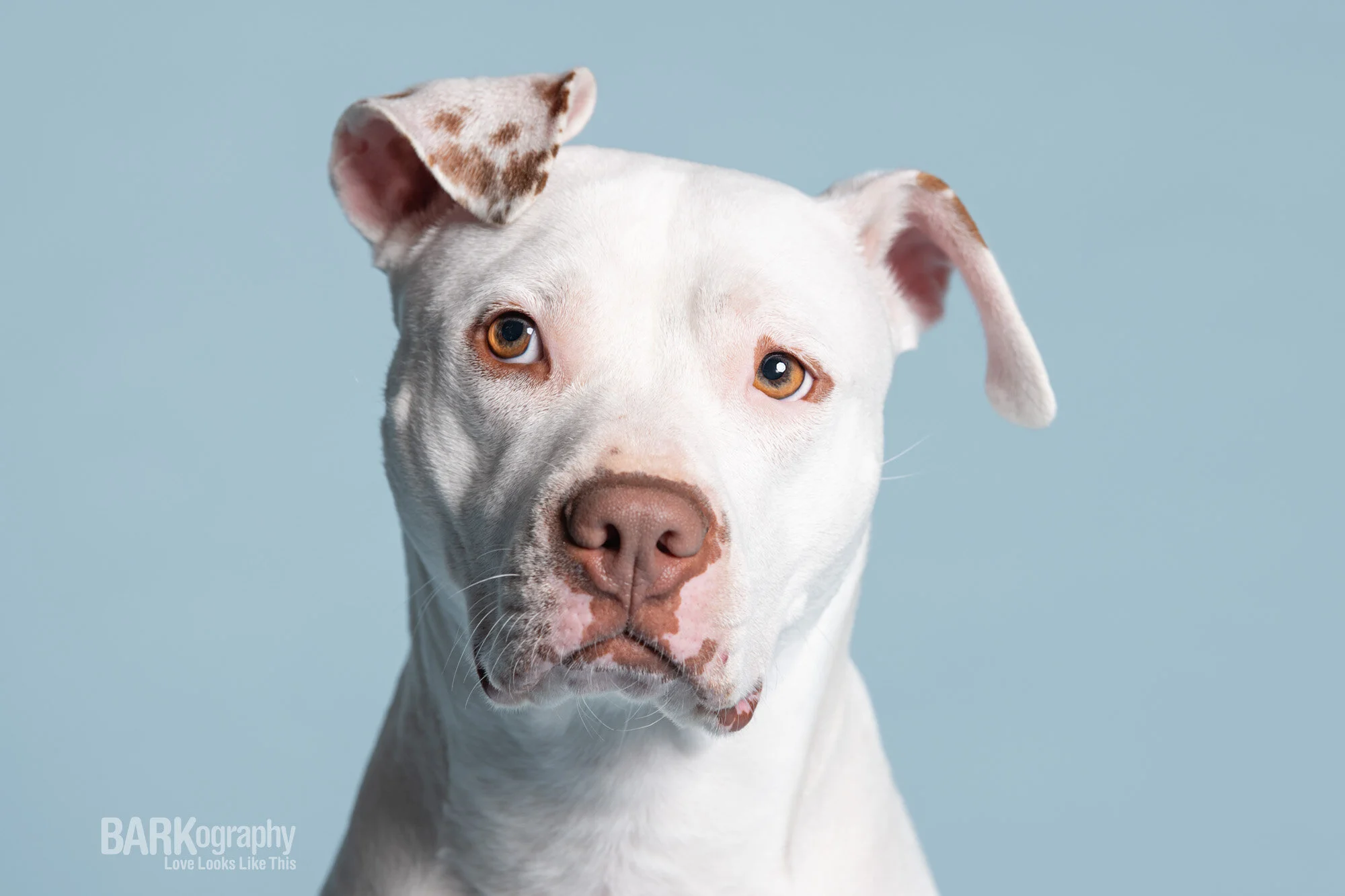 Photographing White Dogs