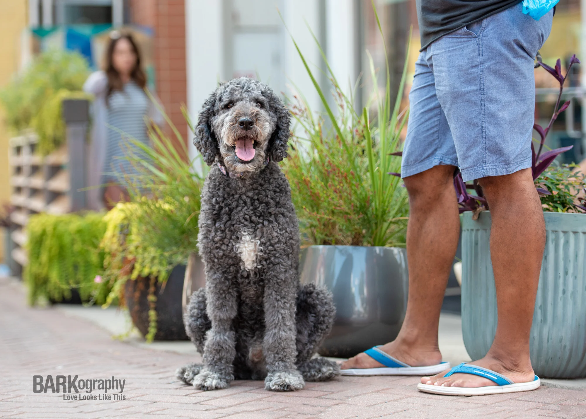 Dog Friendly Bars in Charlotte Where You Can Celebrate St Patrick's Day