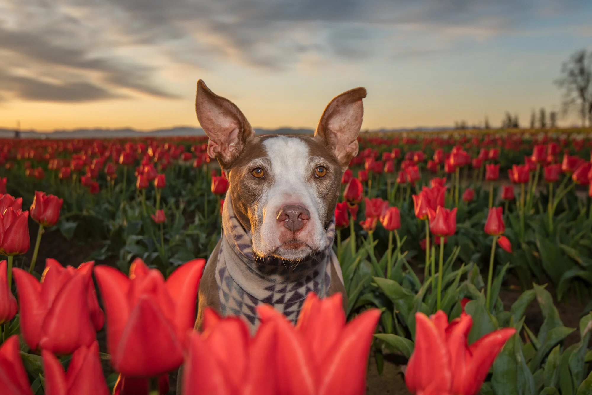 Wooden Shoe Tulip Festival 2021