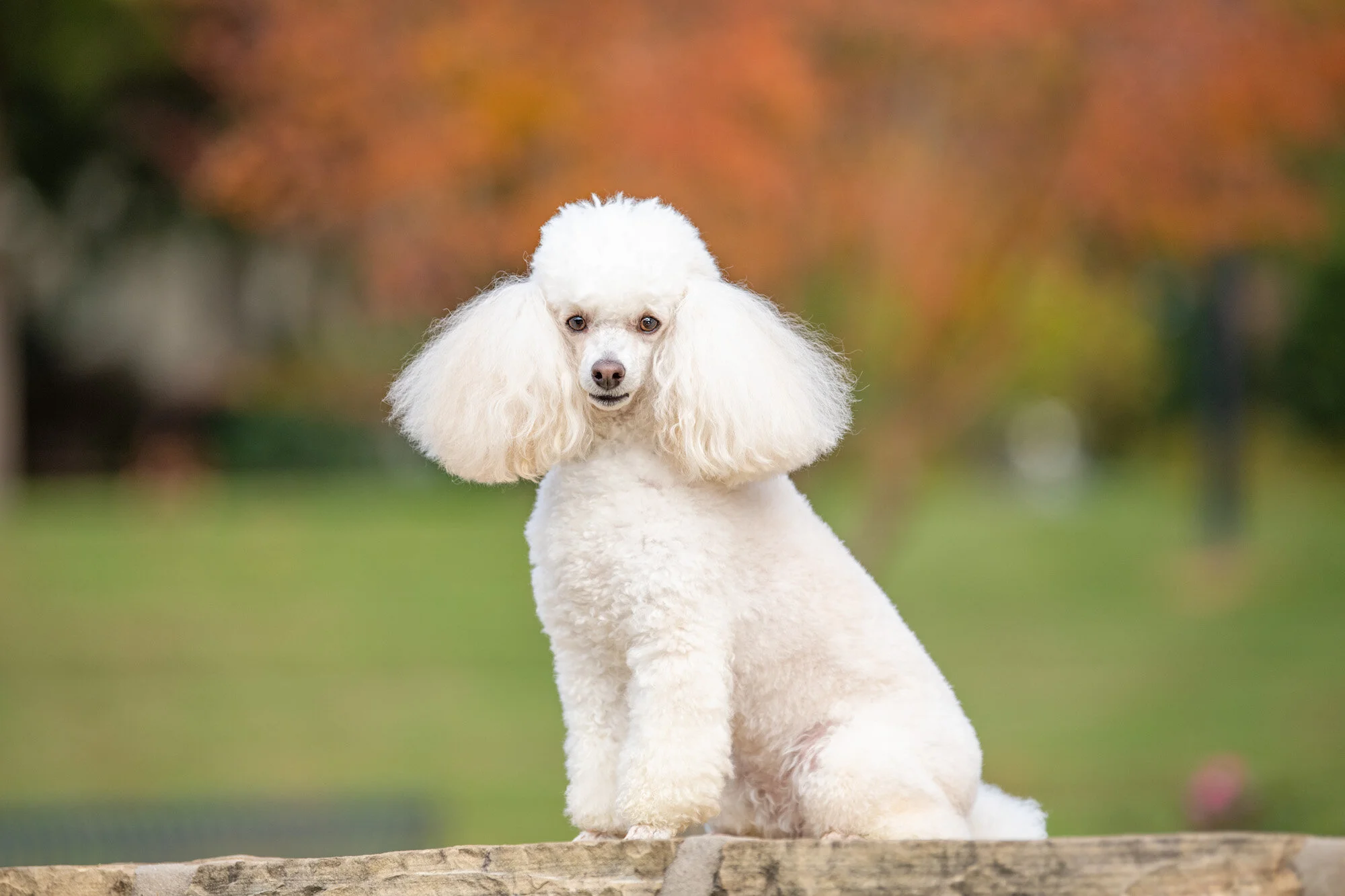 Are Poodles One of the Most Popular Breeds in Charlotte NC?