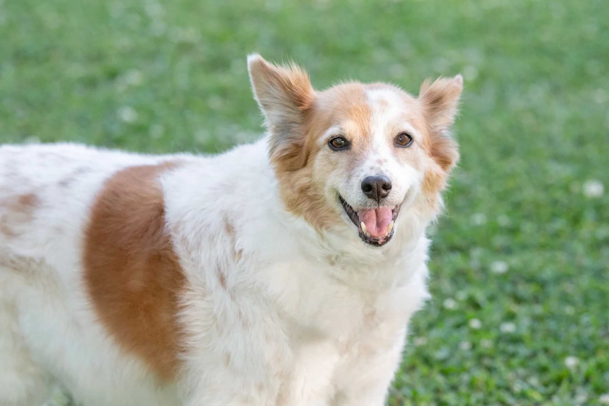 must have up close dog photo
