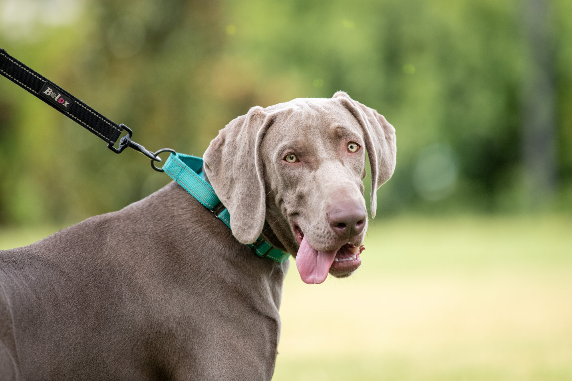 weimaraner available for adoption at Fido Fest on the Green at The Metropolitan
